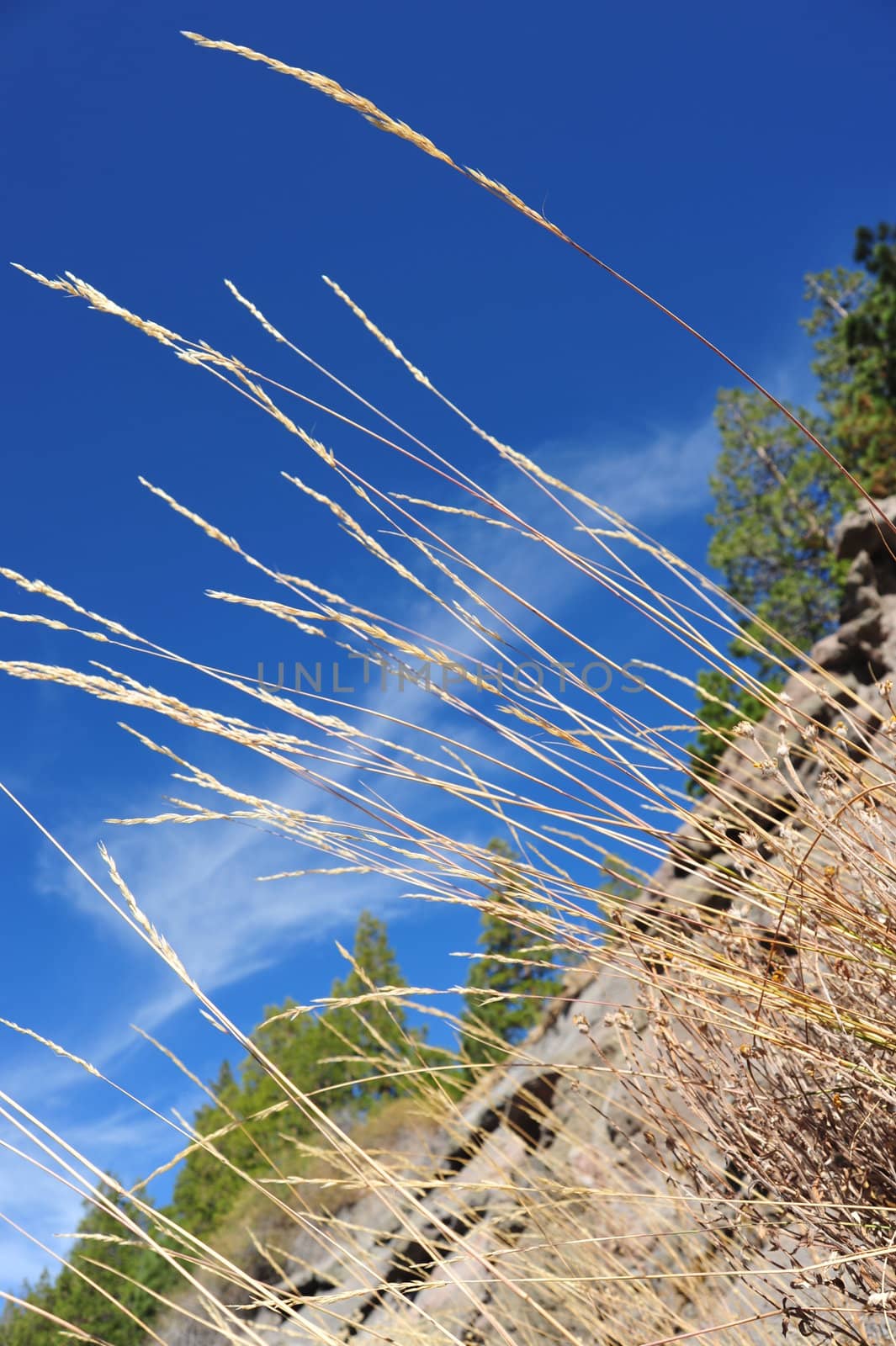 Tall stalks of dried wild grass seeds against a blue sky and whispy clouds.