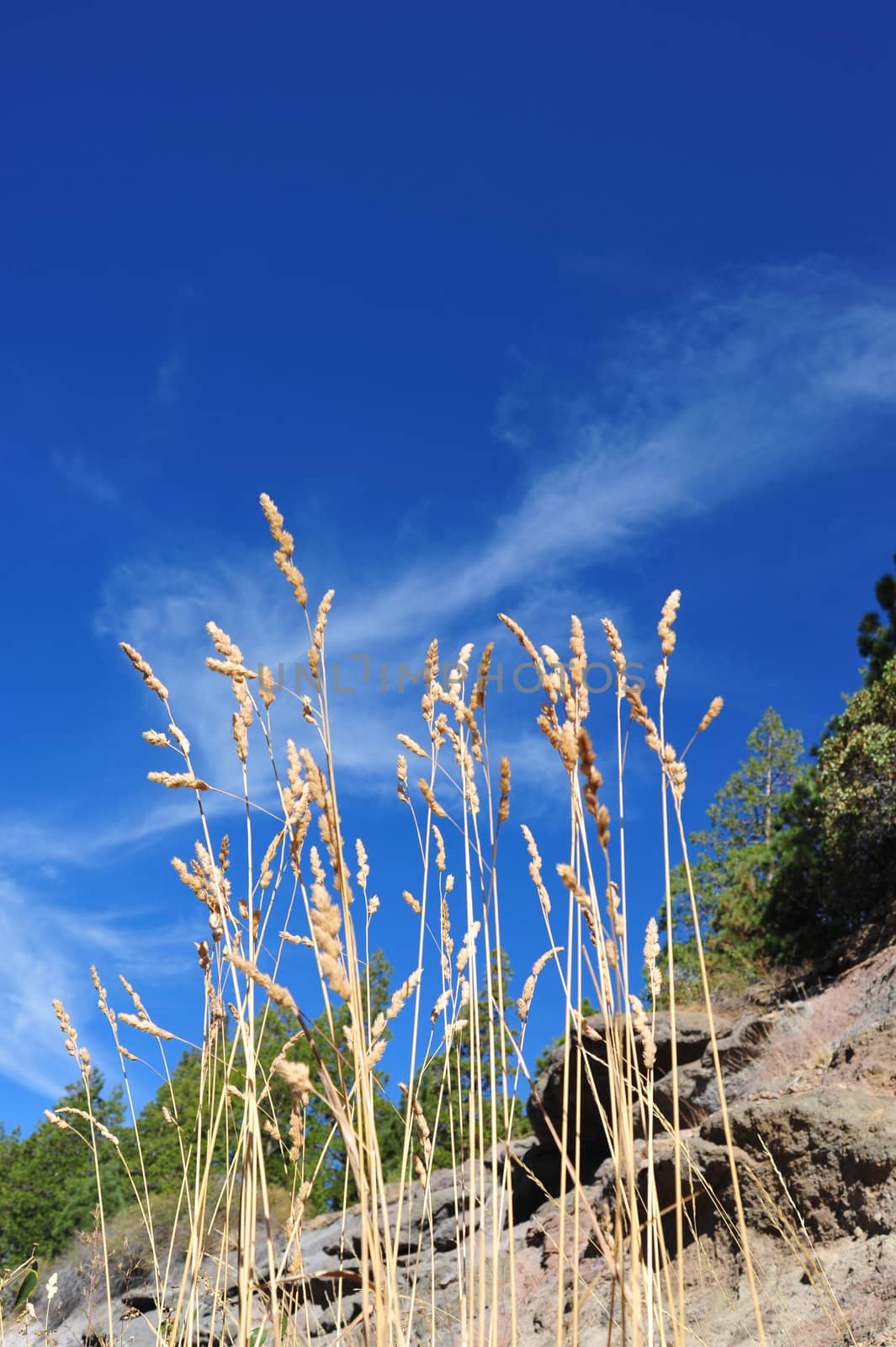 Tall stalks of dried wild grass seeds against a blue sky and whispy clouds.