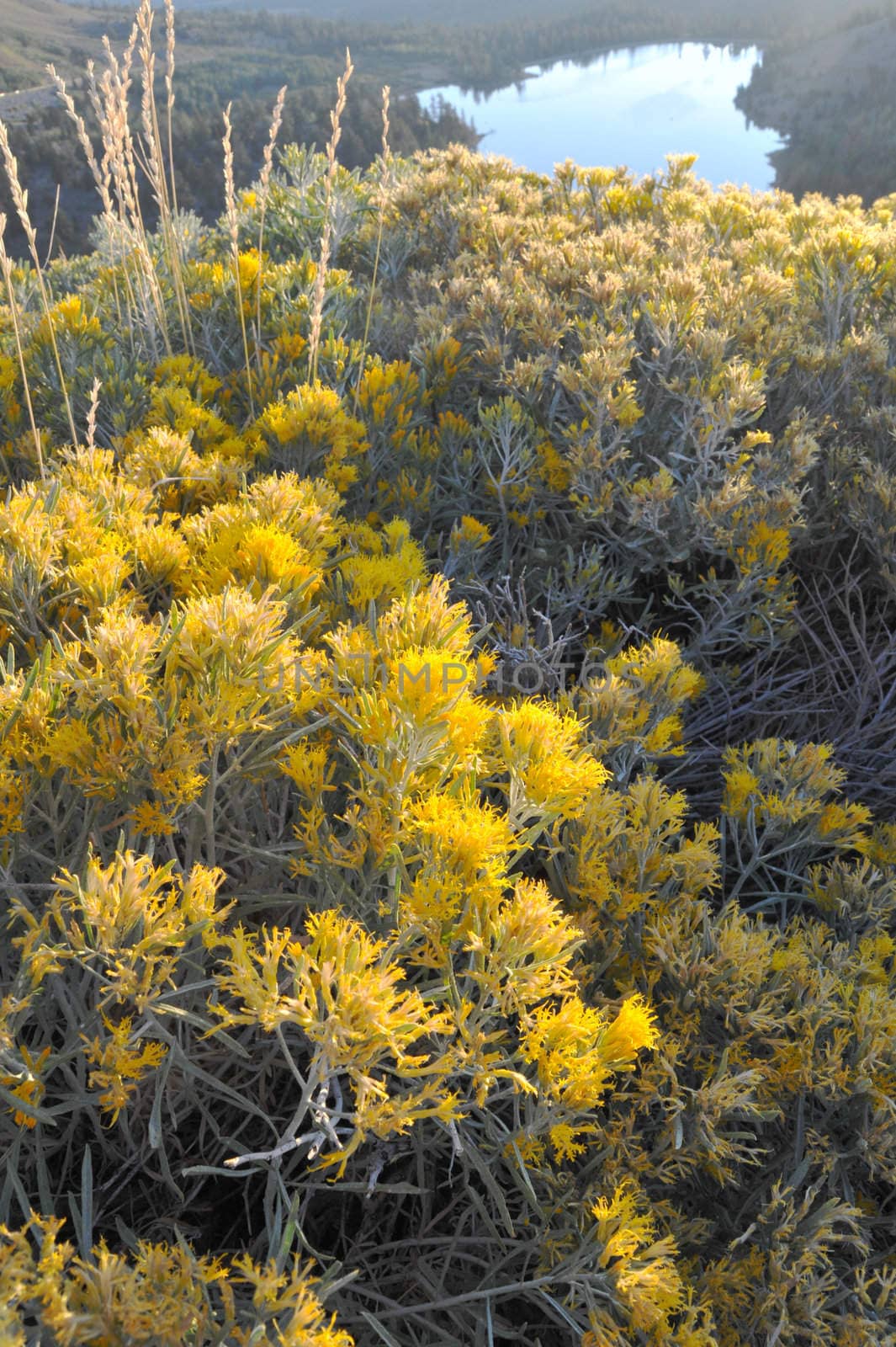 Fall wild flowers and dry grasses glow in the early morning golden glow of the sunrise.