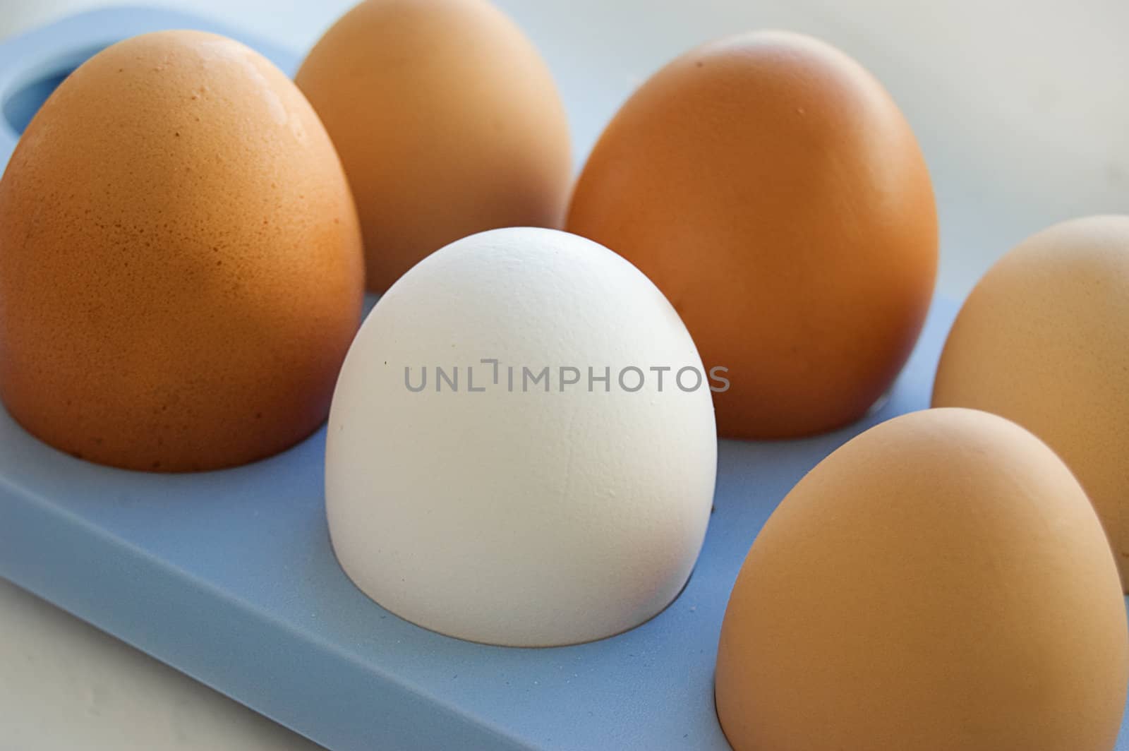 One white egg among brown eggs