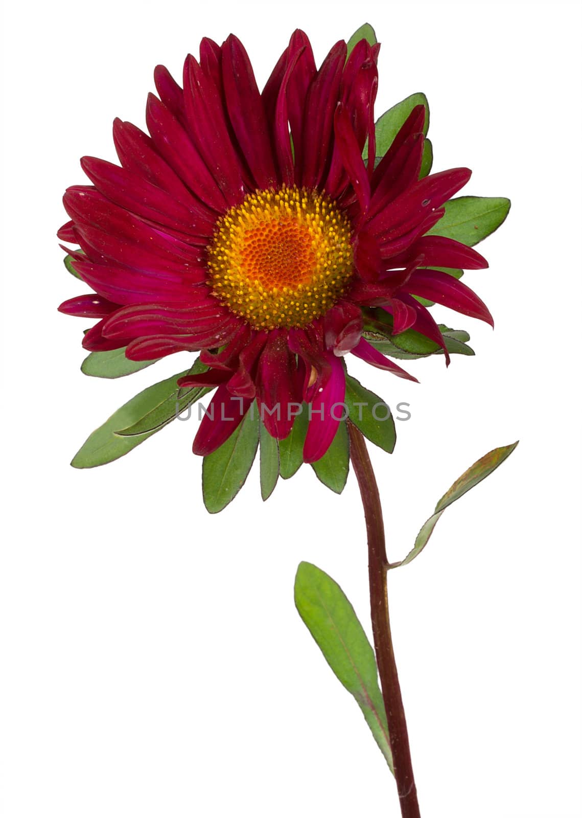 close-up vinous aster, isolated on white