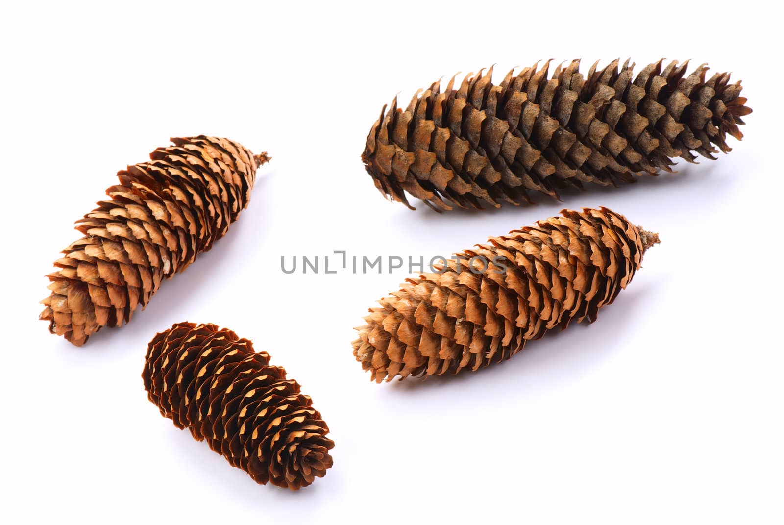 Four pine cone isolated on white background. 