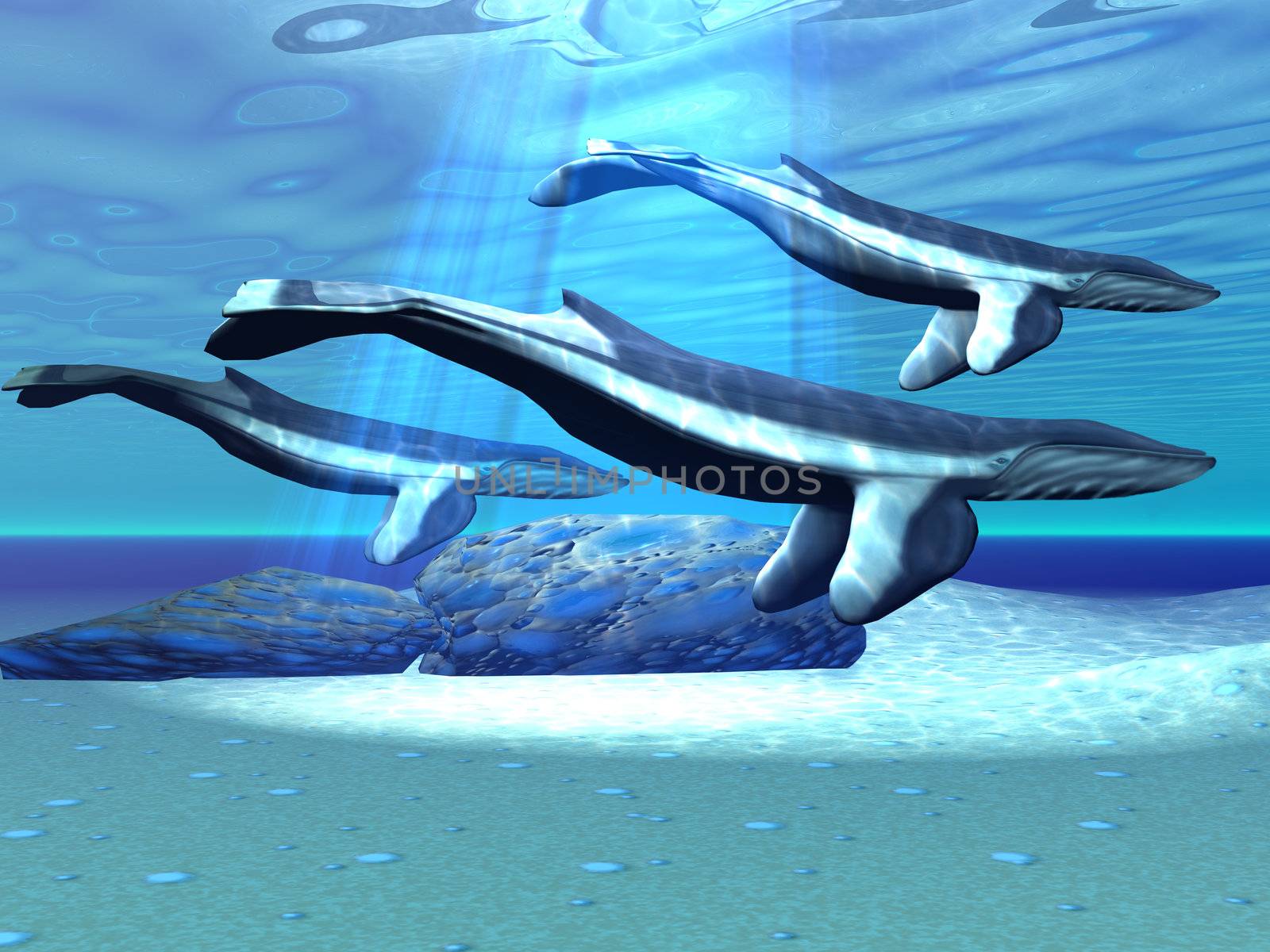 BLUE WHALE SANCTUARY by Catmando