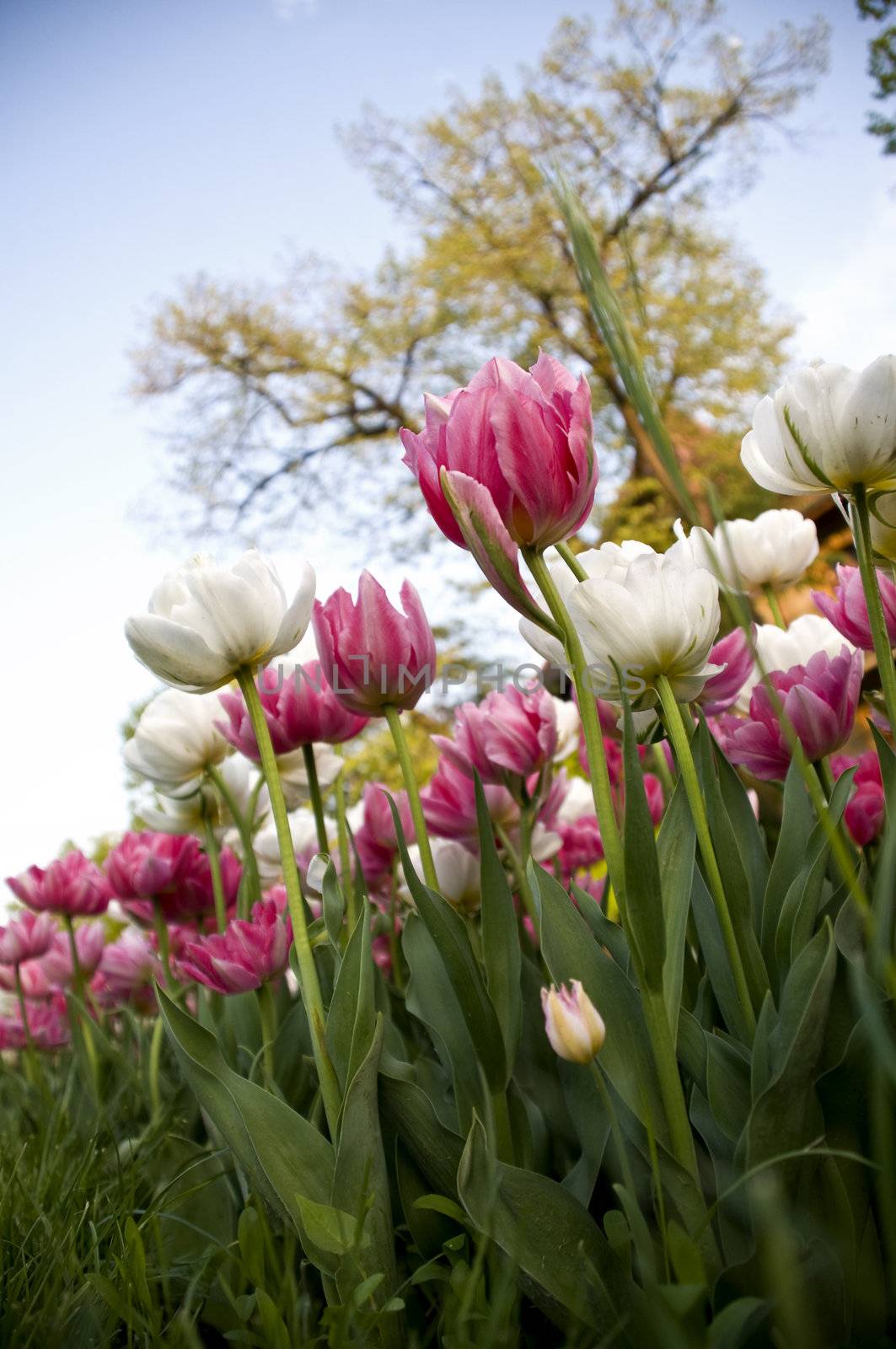 delicate tulips in the spring