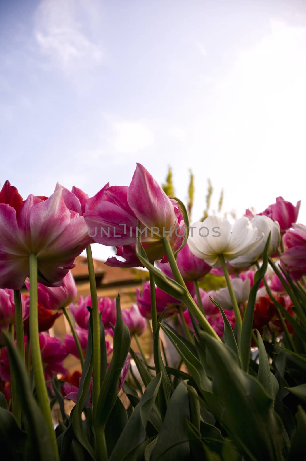 beautiful pink tulips, looking to the sky