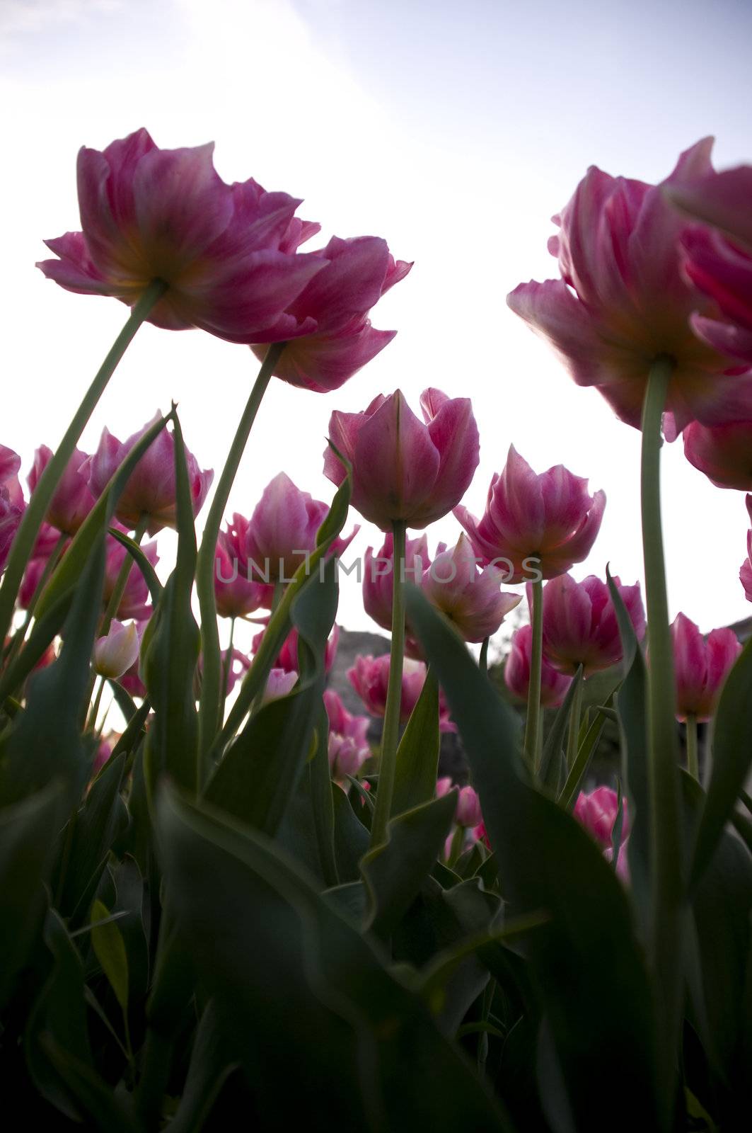 beautiful pink tulips, looking to the sky