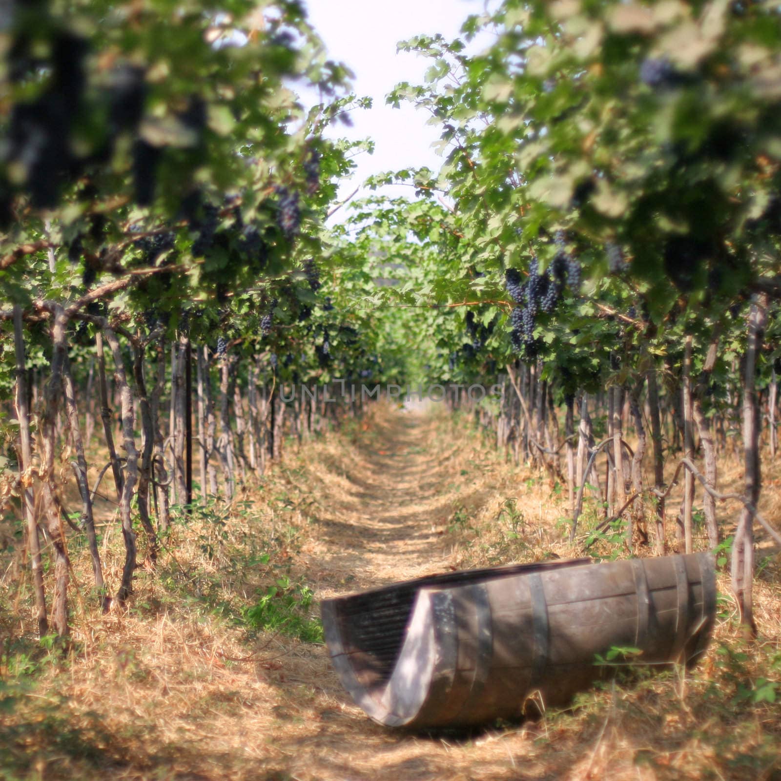 path in a blue grape vineyard with a half of old wine barrel, selective focus on grapes lit with light
