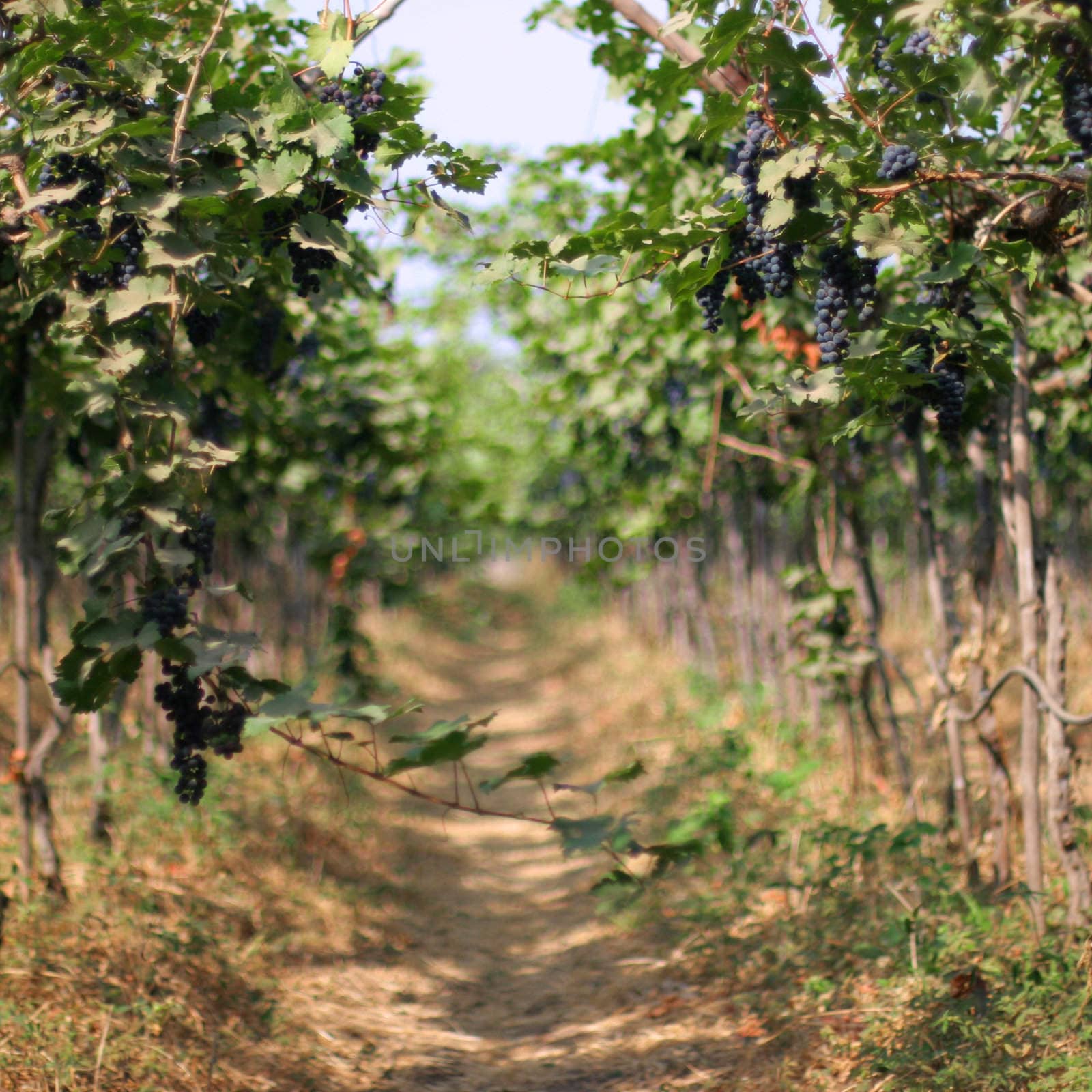 path in a blue grape vineyard, Sula Wines, India