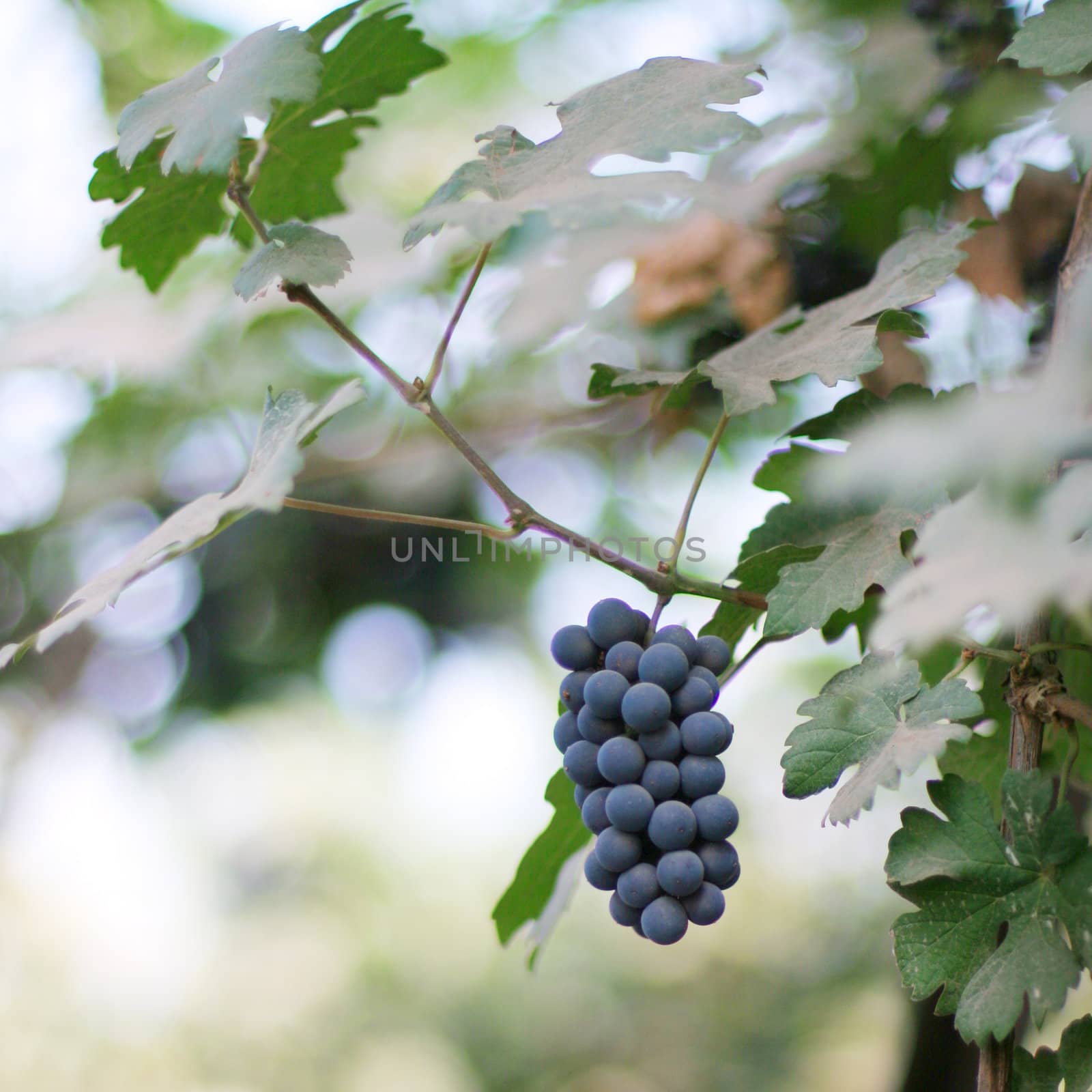 closeup of ripened blue grape branch in a vineyard