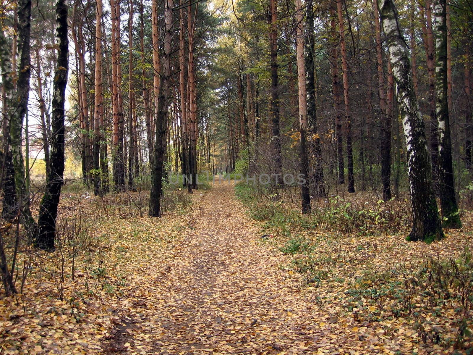 Autumn dry leaves on the ground in the forest