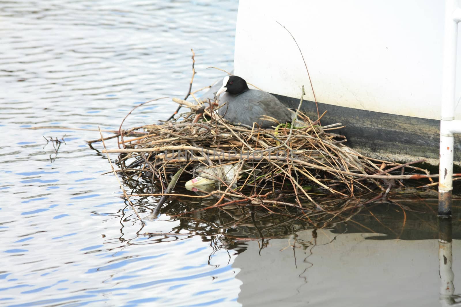 A Common Moorhen (Gallinula chloropus) on her nest