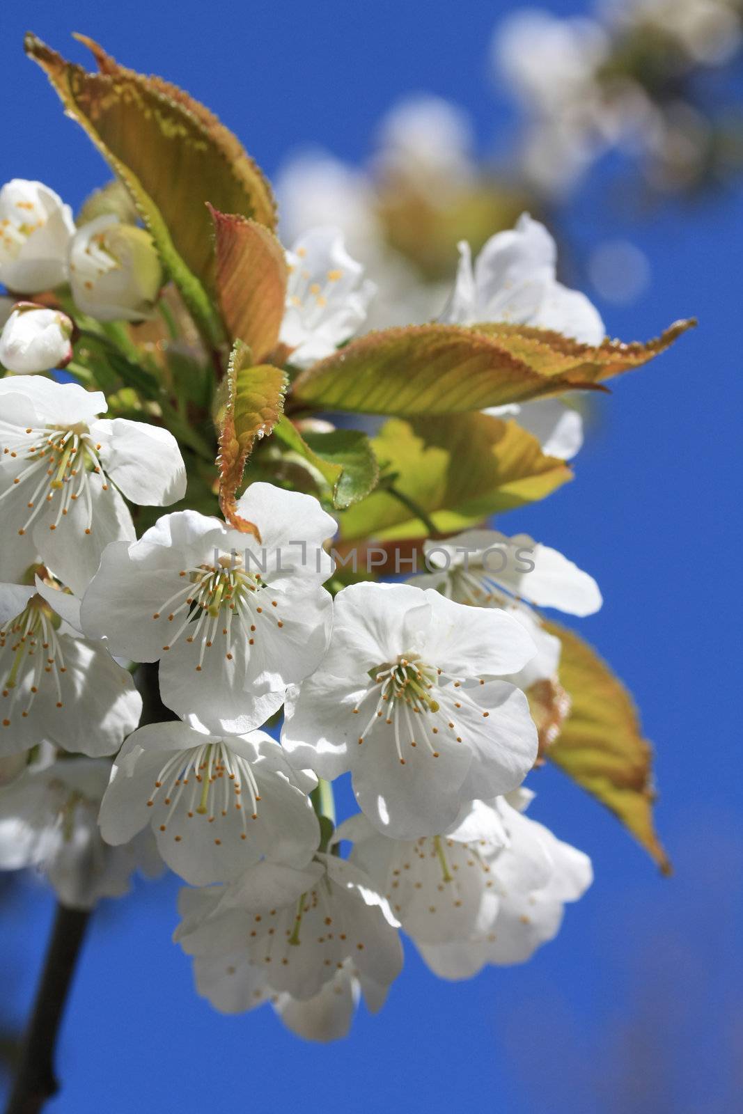 White cherry blossom and a clear bly sky