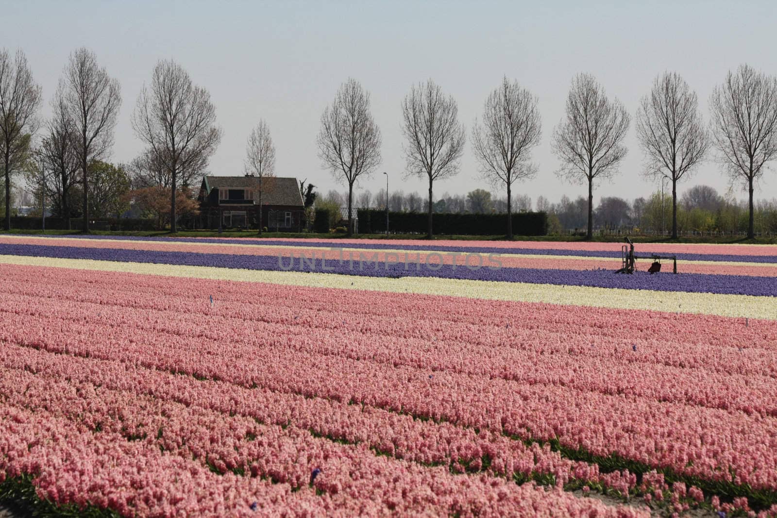 Purple, white and pink hyacints growing on a field