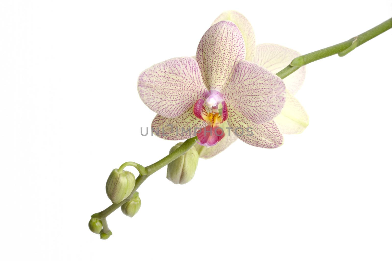 detail of an orchid on white background