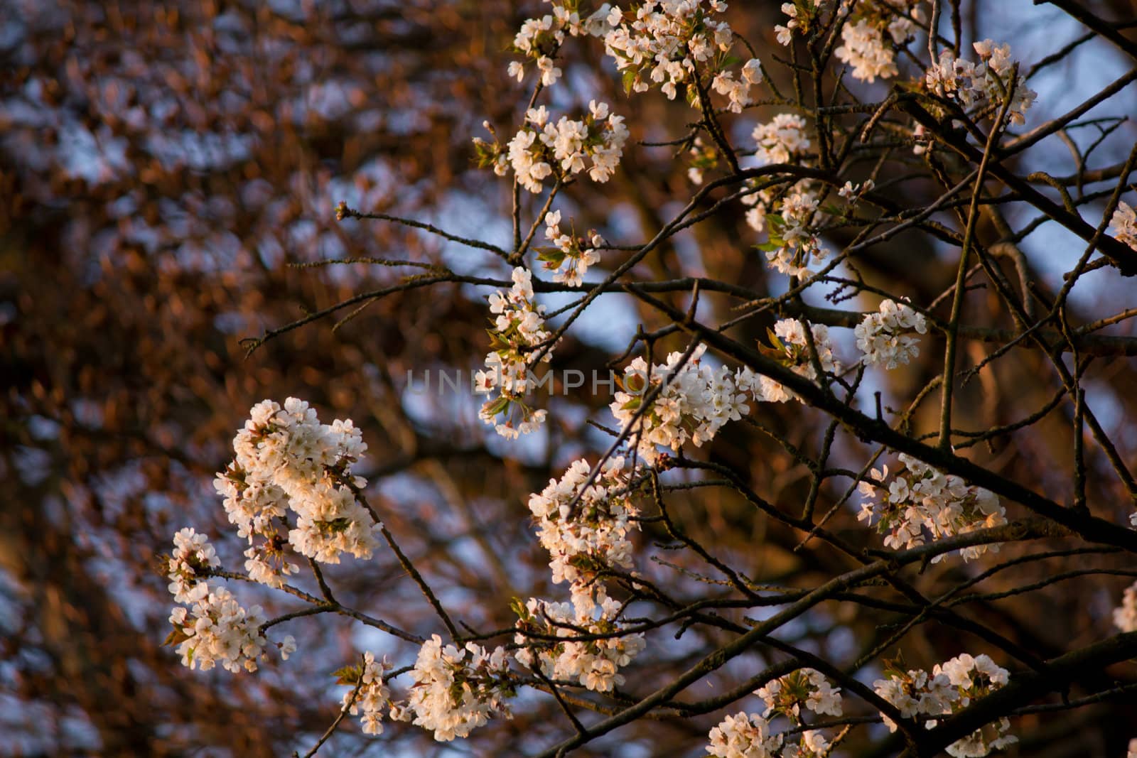 Cherry blossoms on a tree in spring