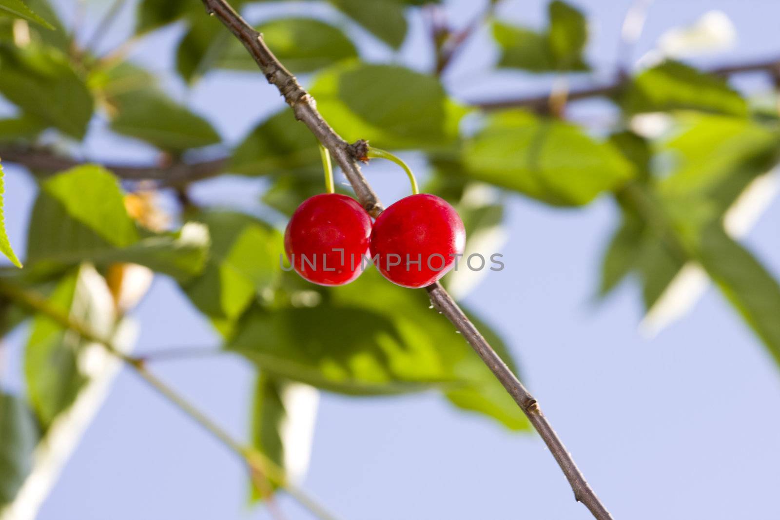 ripe red cherry in a tree by bernjuer