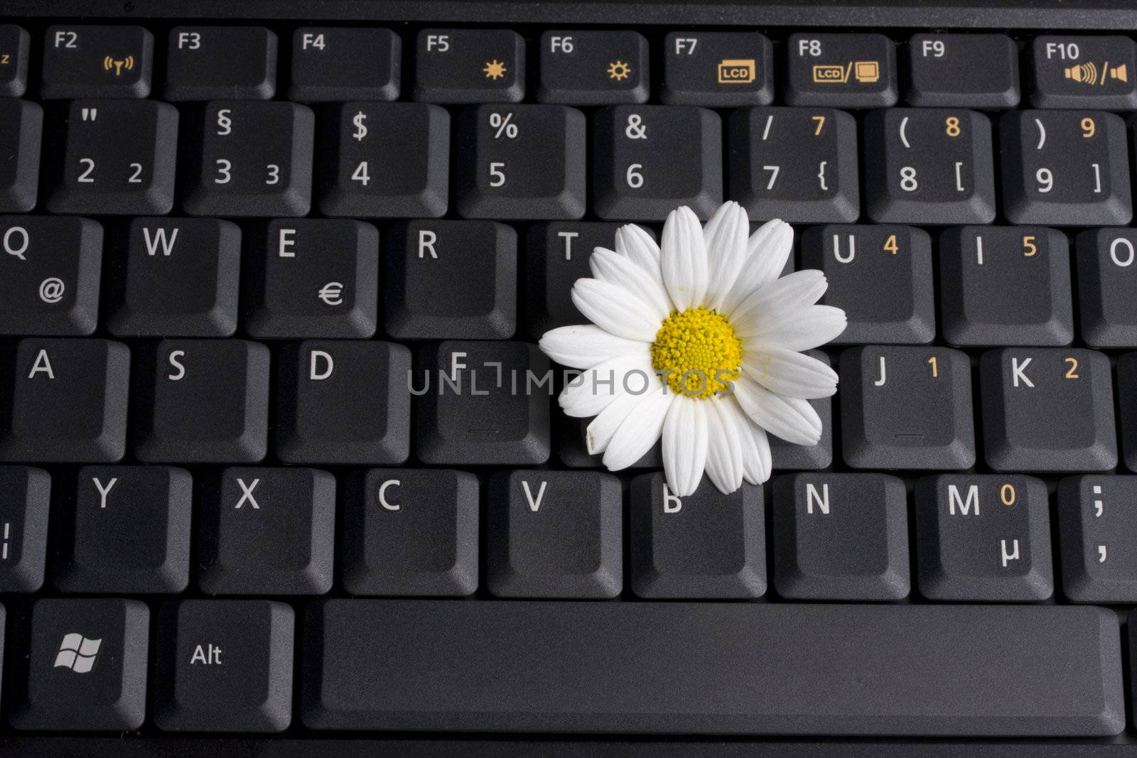 a white marguerite on a laptop computer keyboard