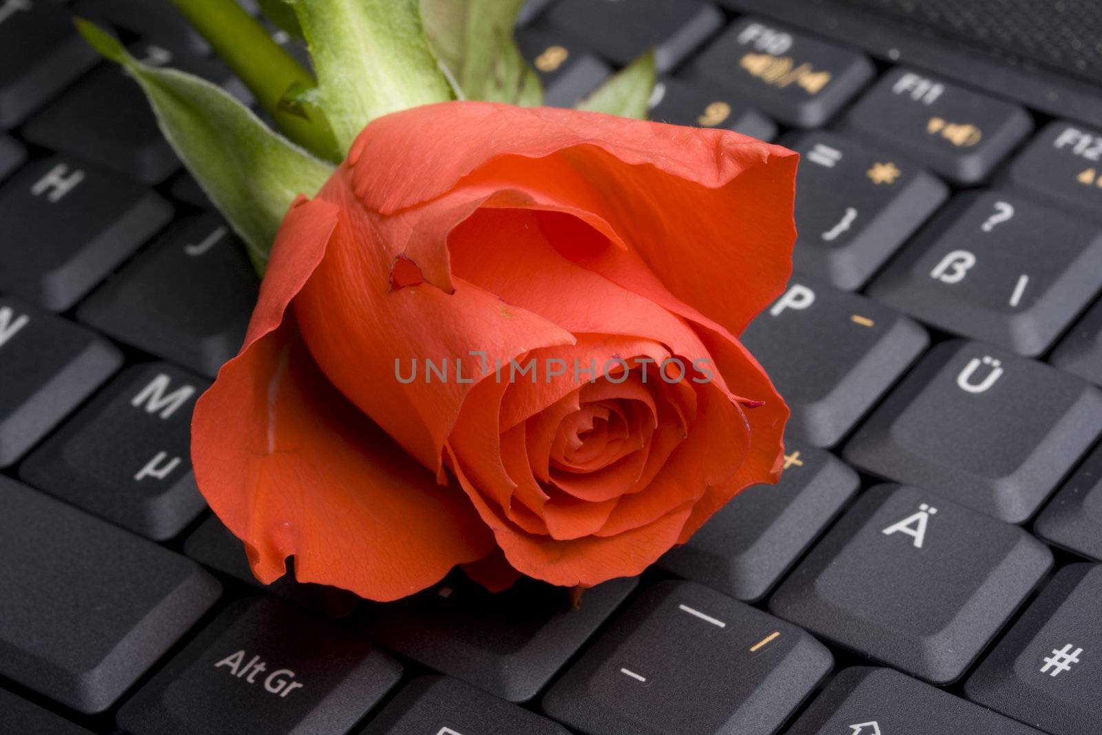 red rose on a notebook computer keyboard by bernjuer
