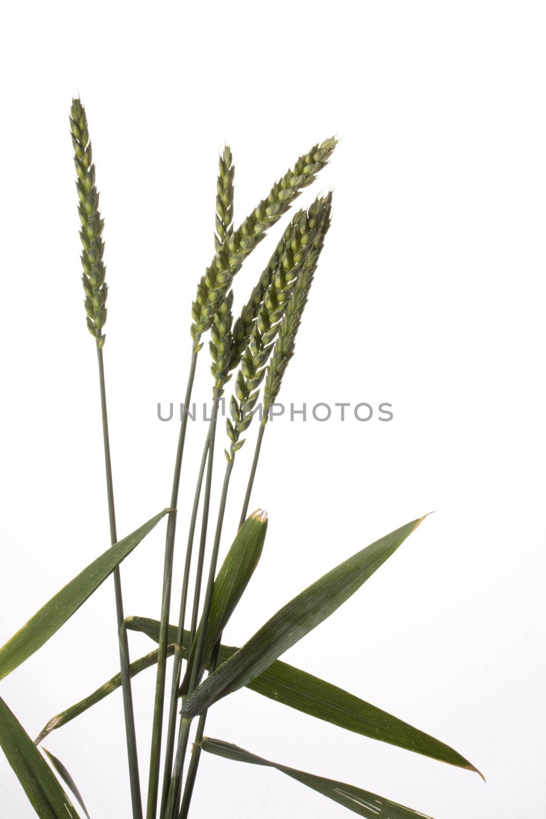 single wheat plants on a white background