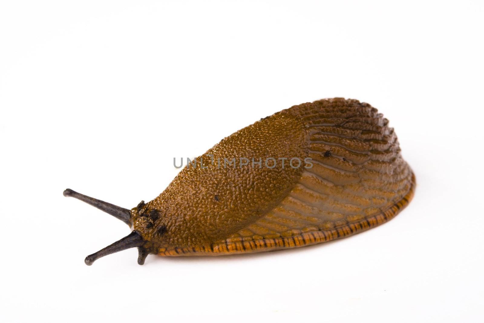 a slug on white background