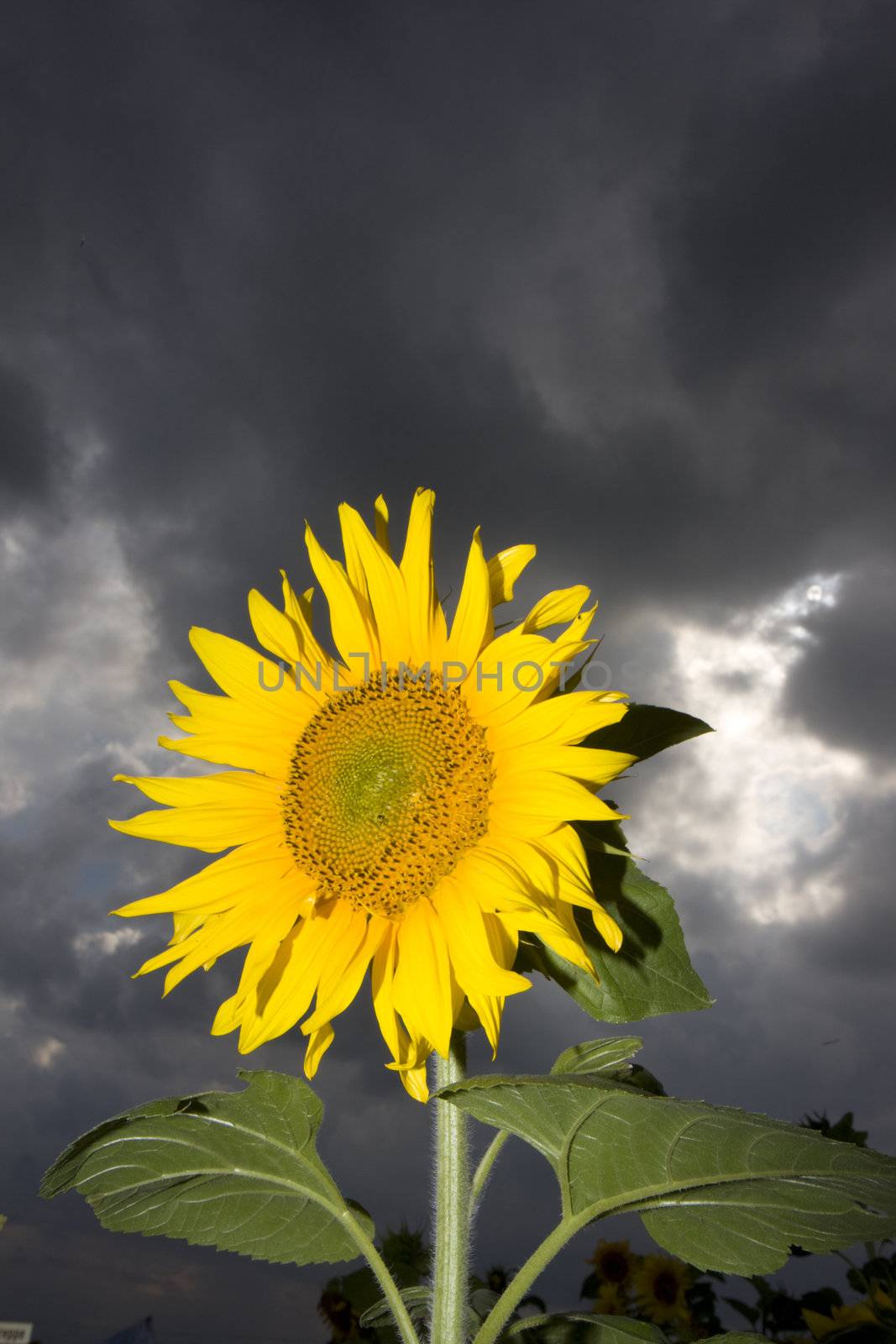 sunflower outdoor on a stormy day by bernjuer