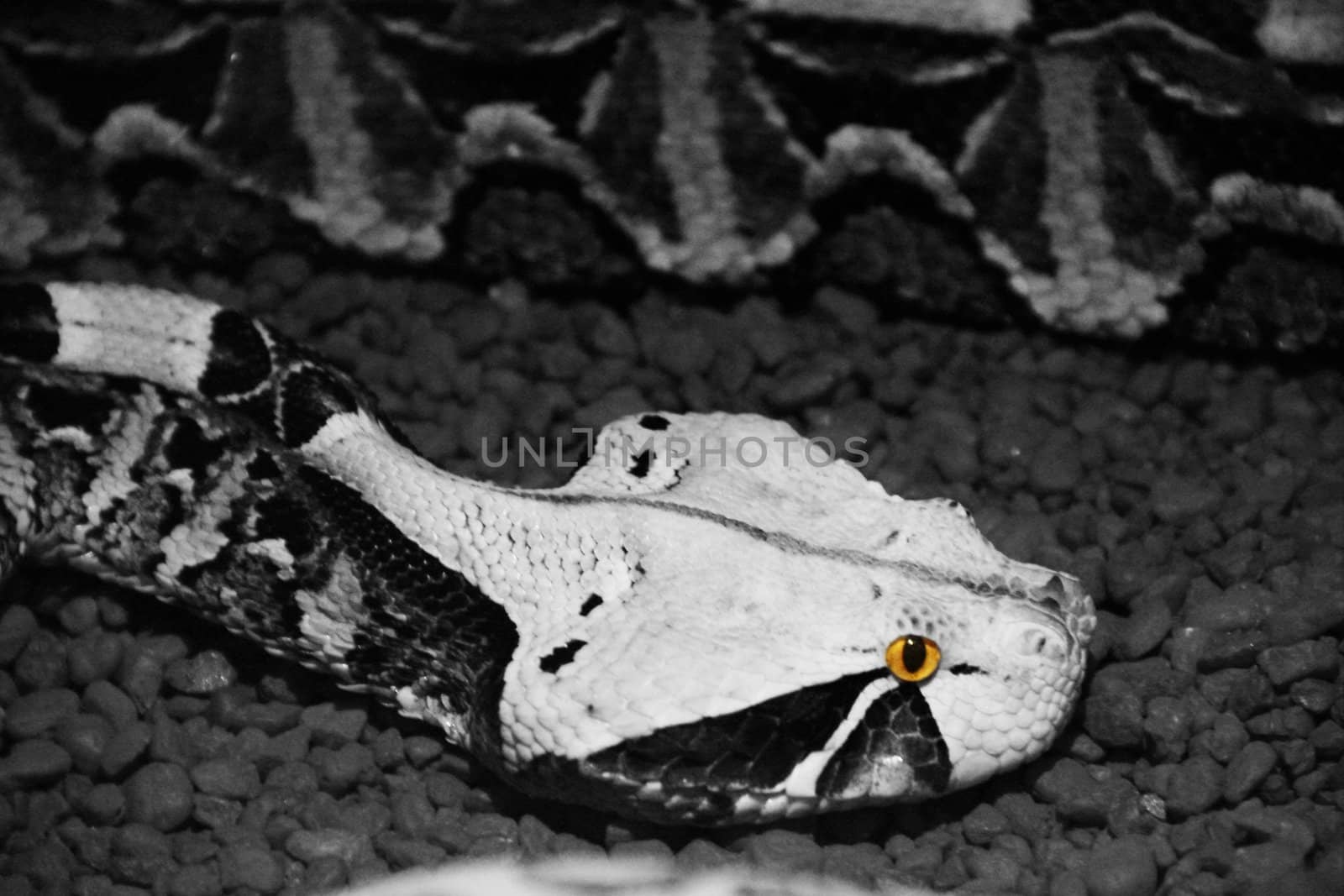 A snake in black and white with only their eyes in color.