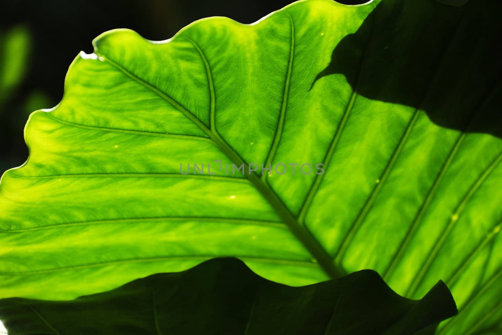 Lush green tropical leaves with sunlight shinning through them.