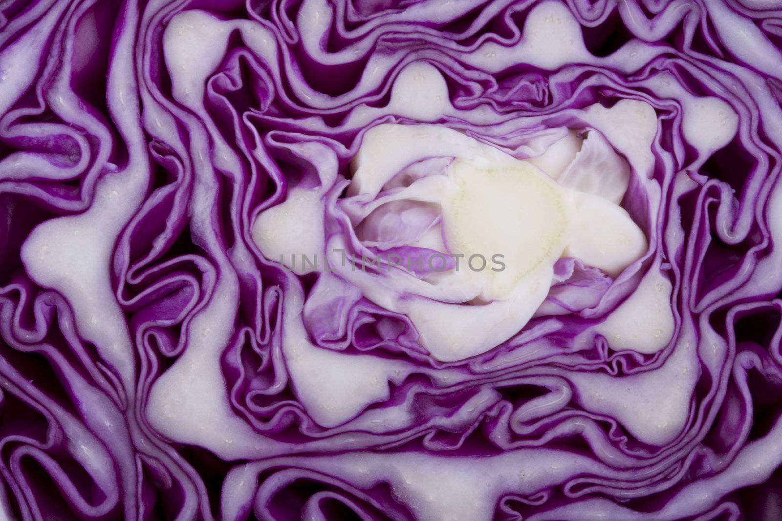 red cabbage detail by bernjuer