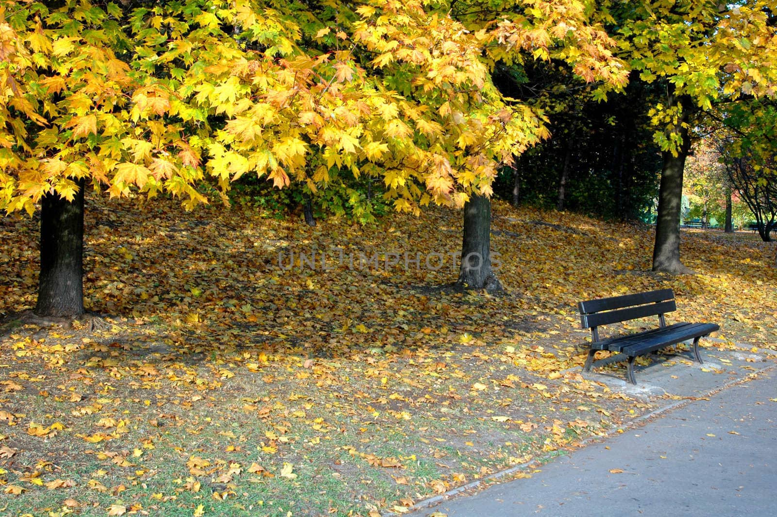 A park on the sunny autumn day