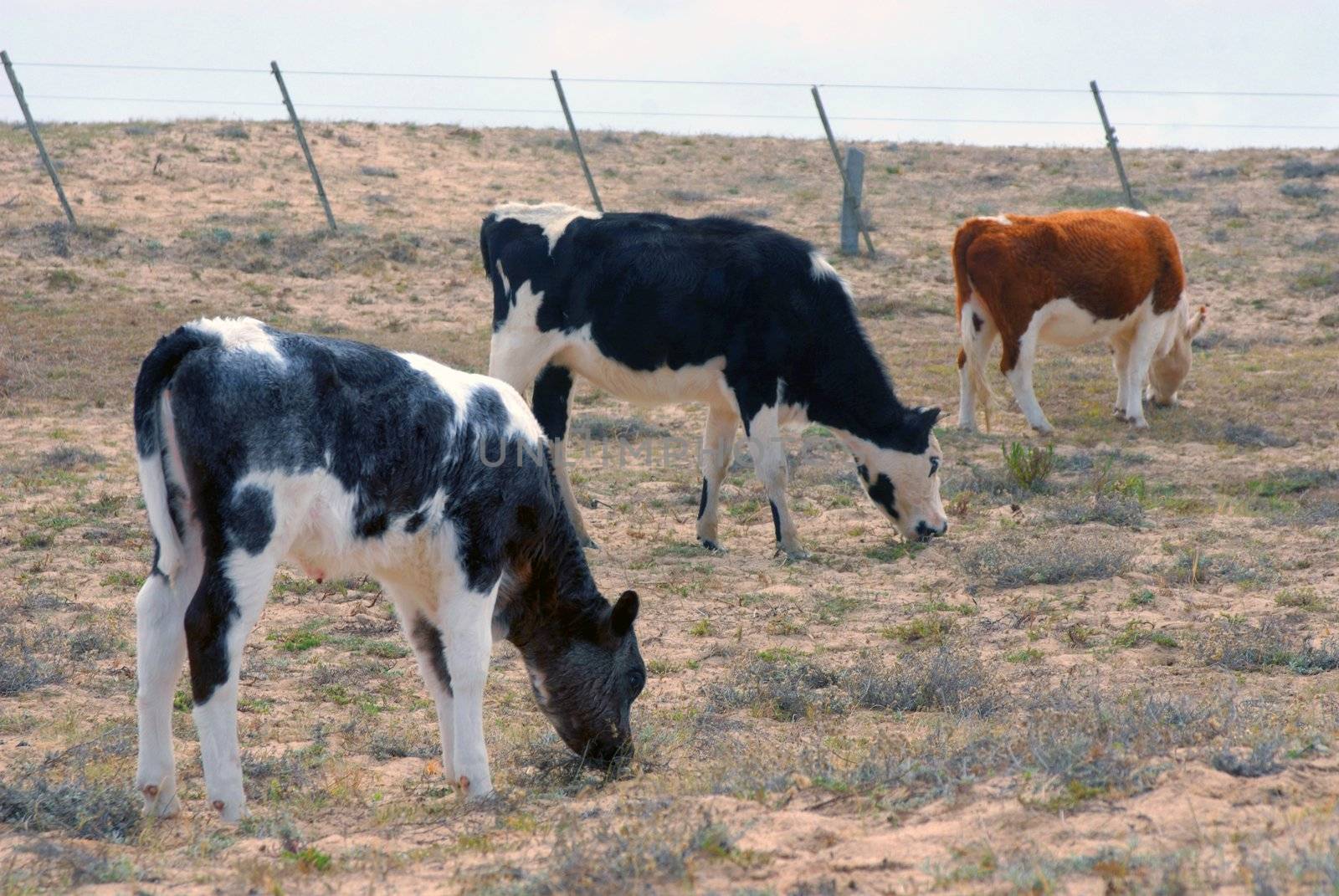Three calves grazing near a fence