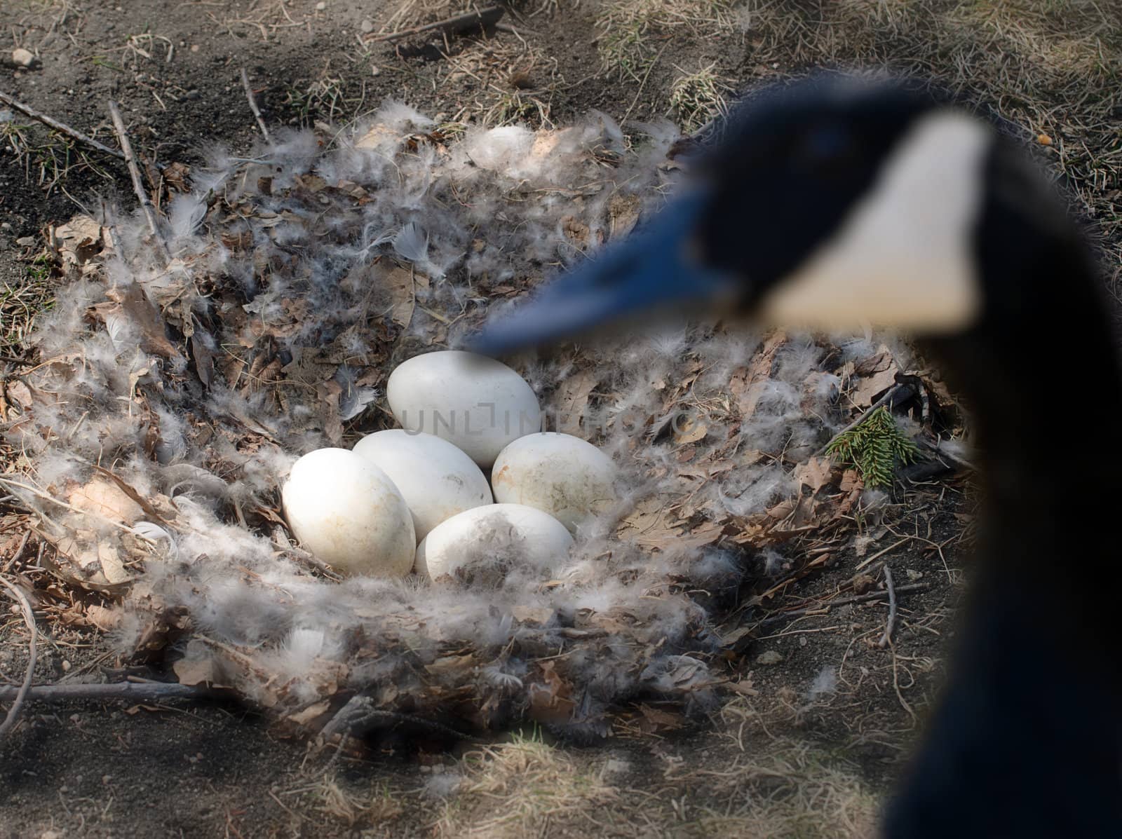 Goose eggs in a nest waiting to hatch, with a goose out of focus in the foreground