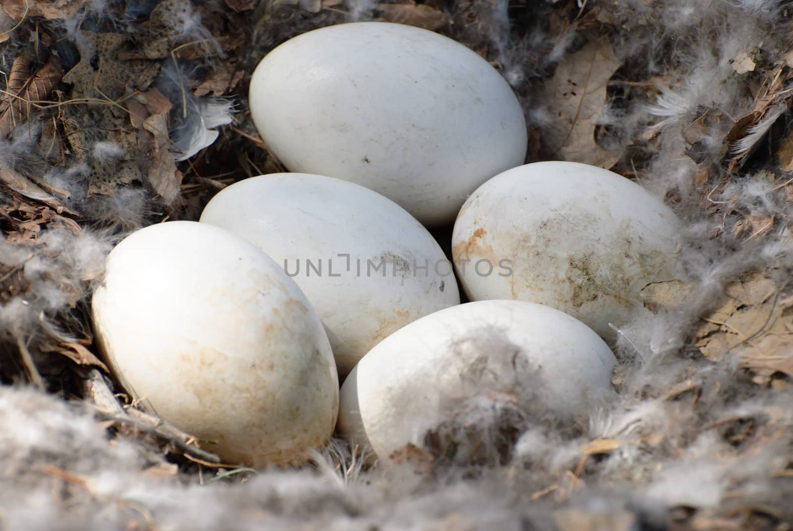 Closeup of five white goose eggs shot in a nest with feathers and leaves in it