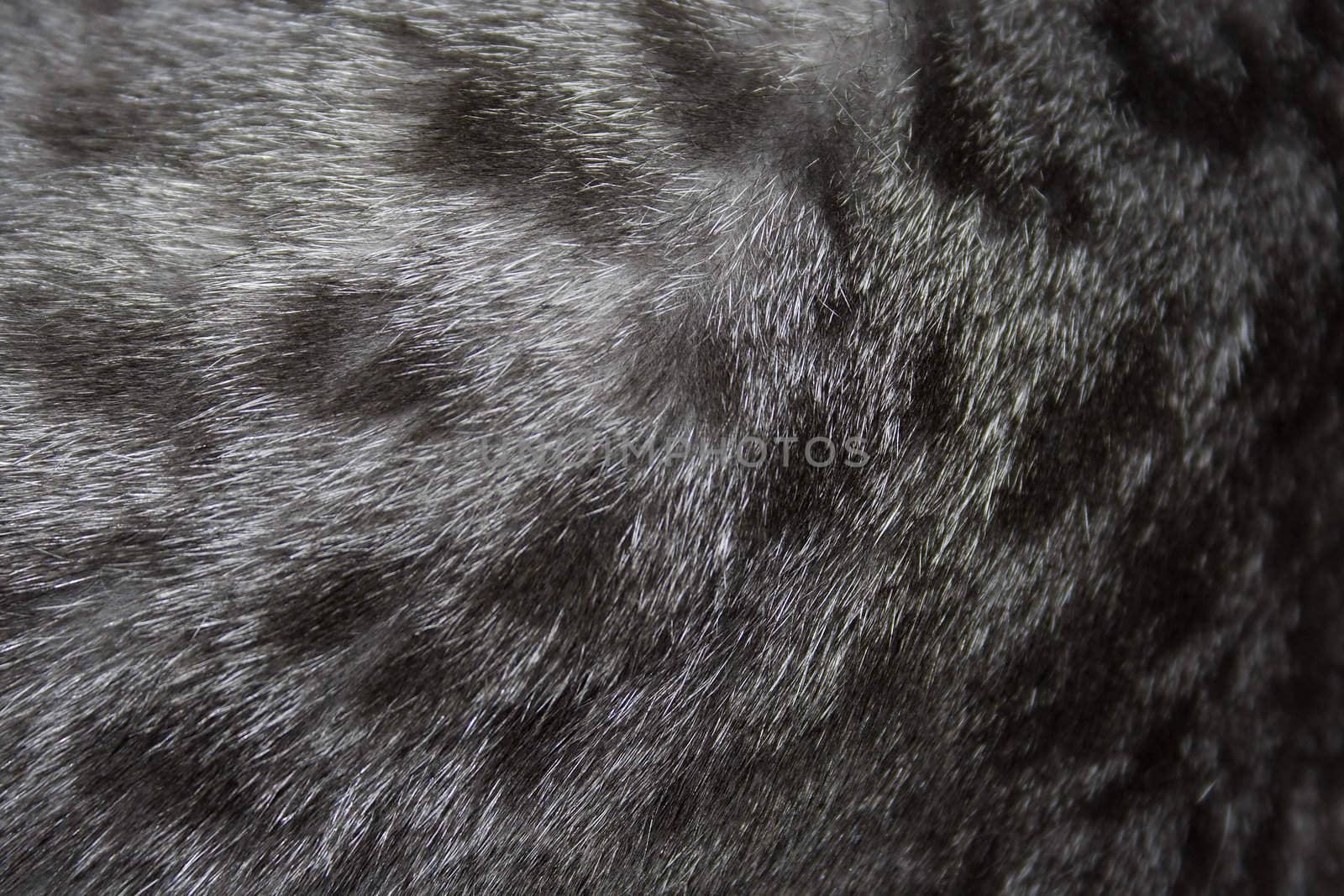 Texture of a wool of a cat of grey color