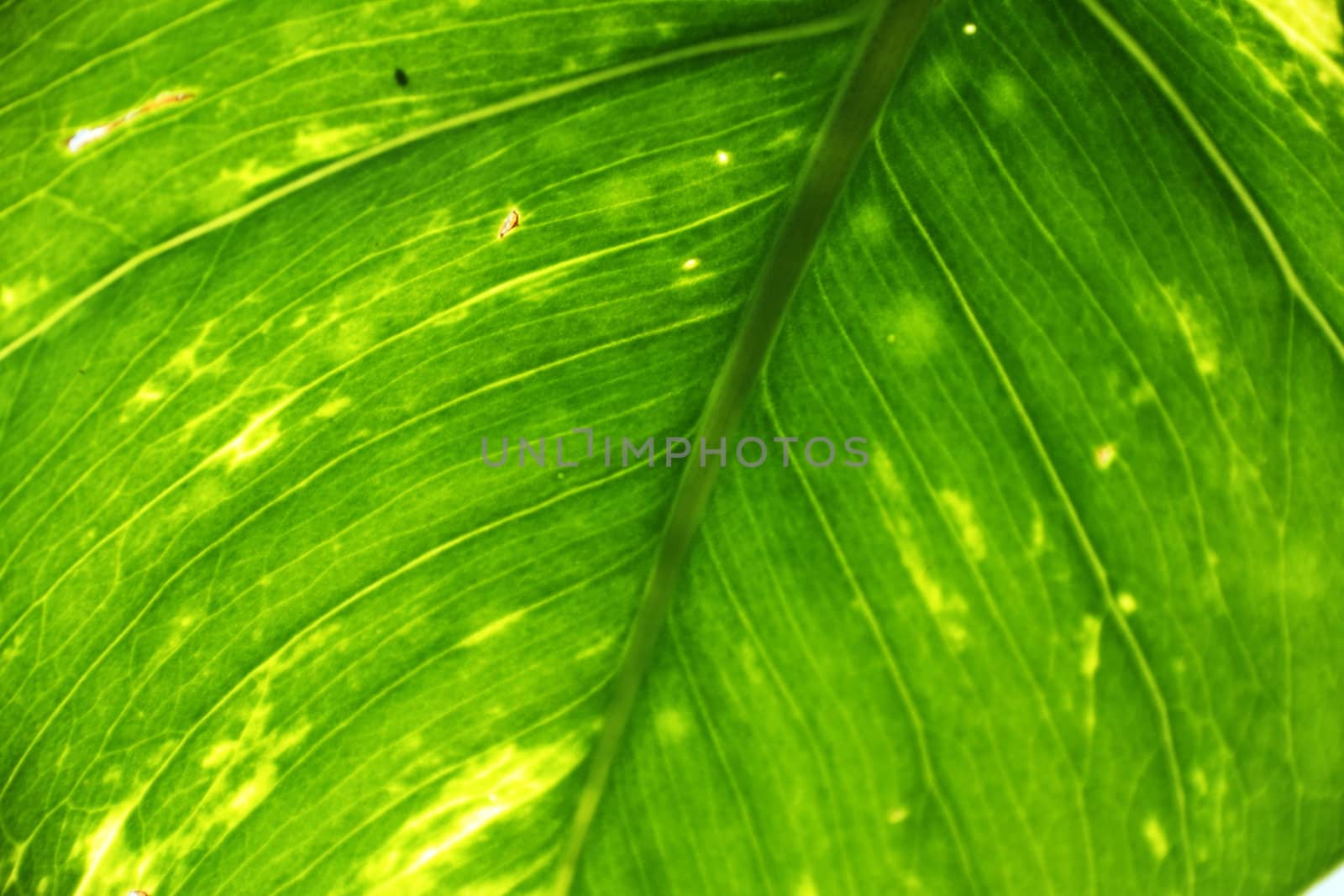 Lush Green Leaves by jasony00