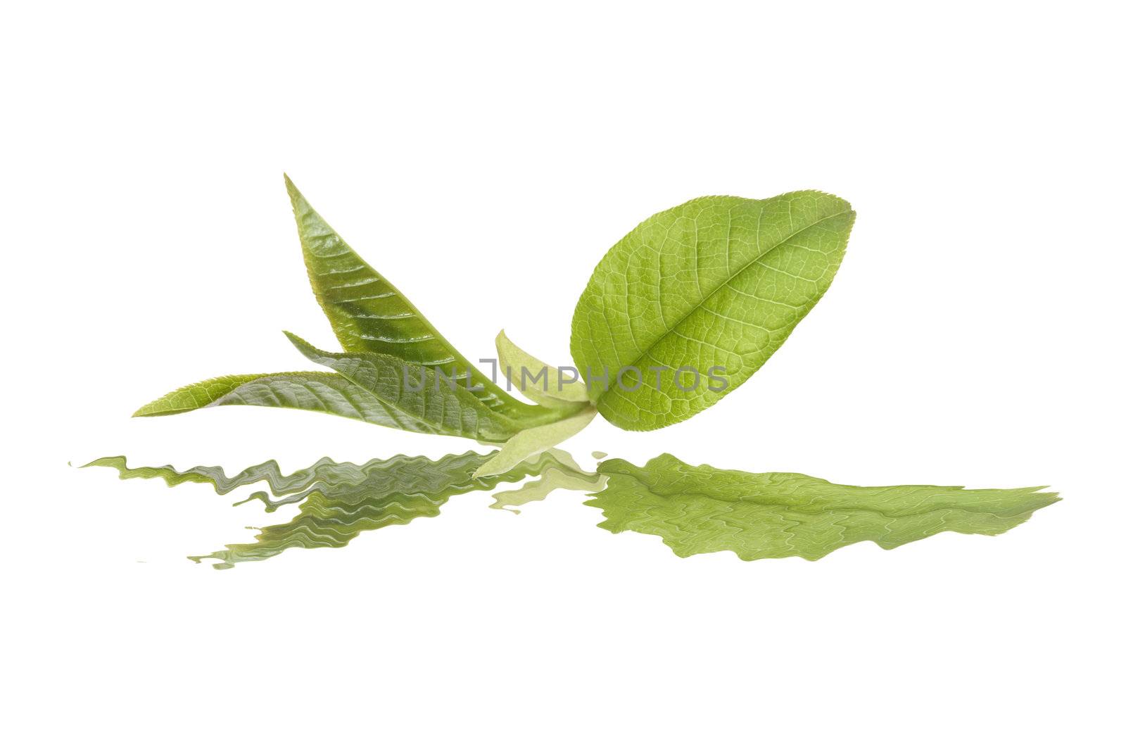 Nice green leaf isolated on white background with clipping path