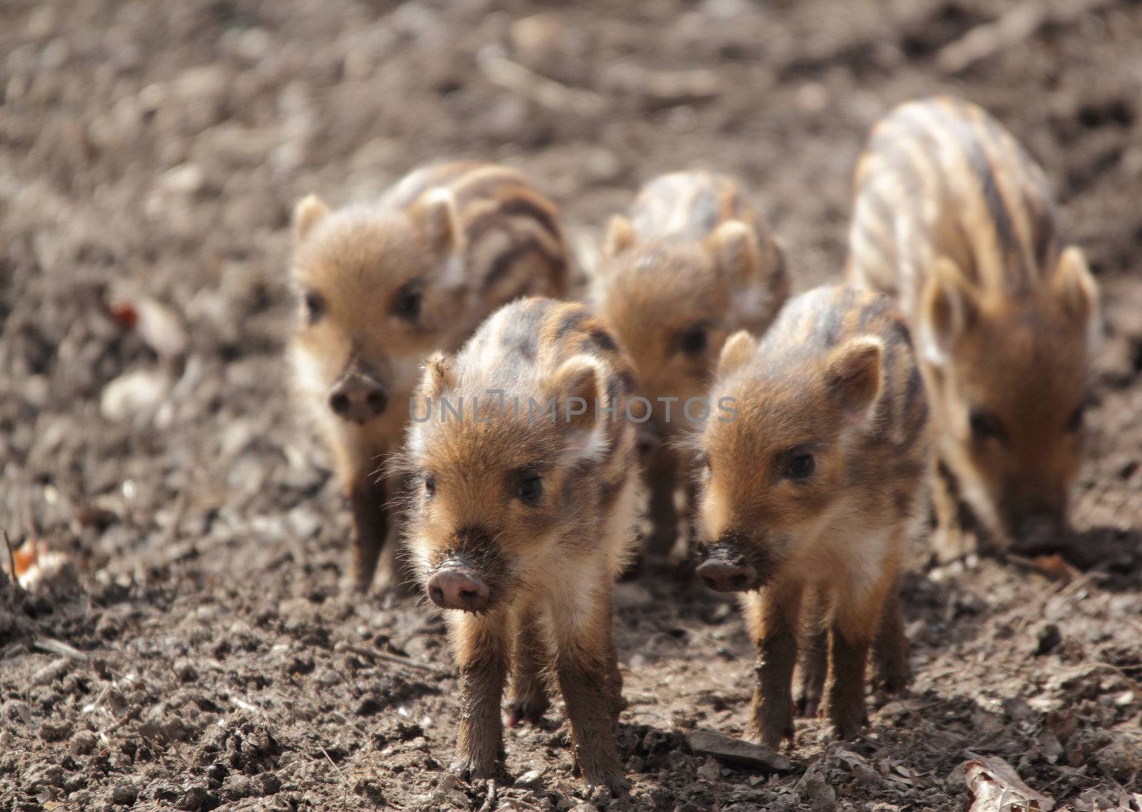 a sounder of young boars in spring forest