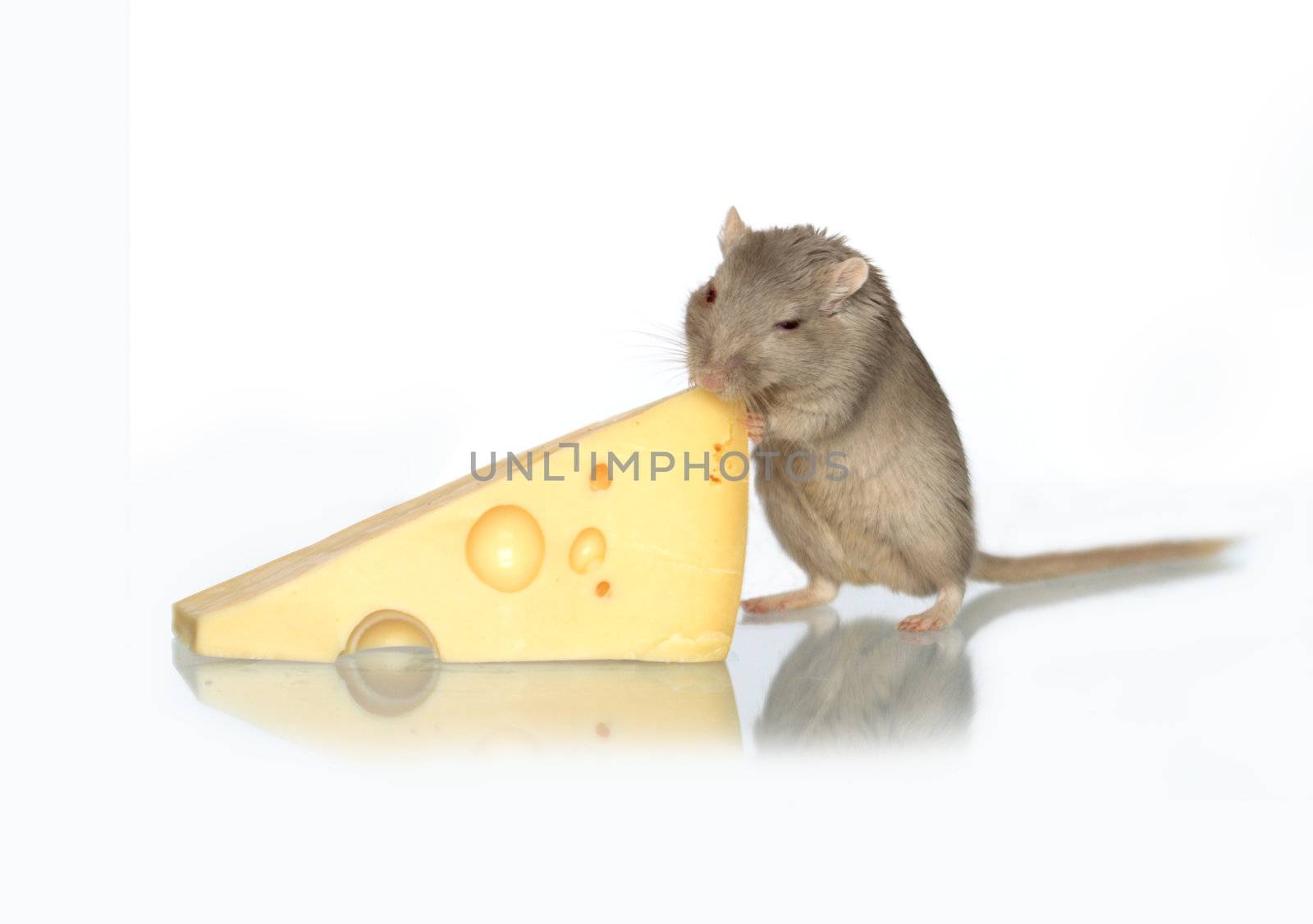 Gray mouse eating cheese on white background