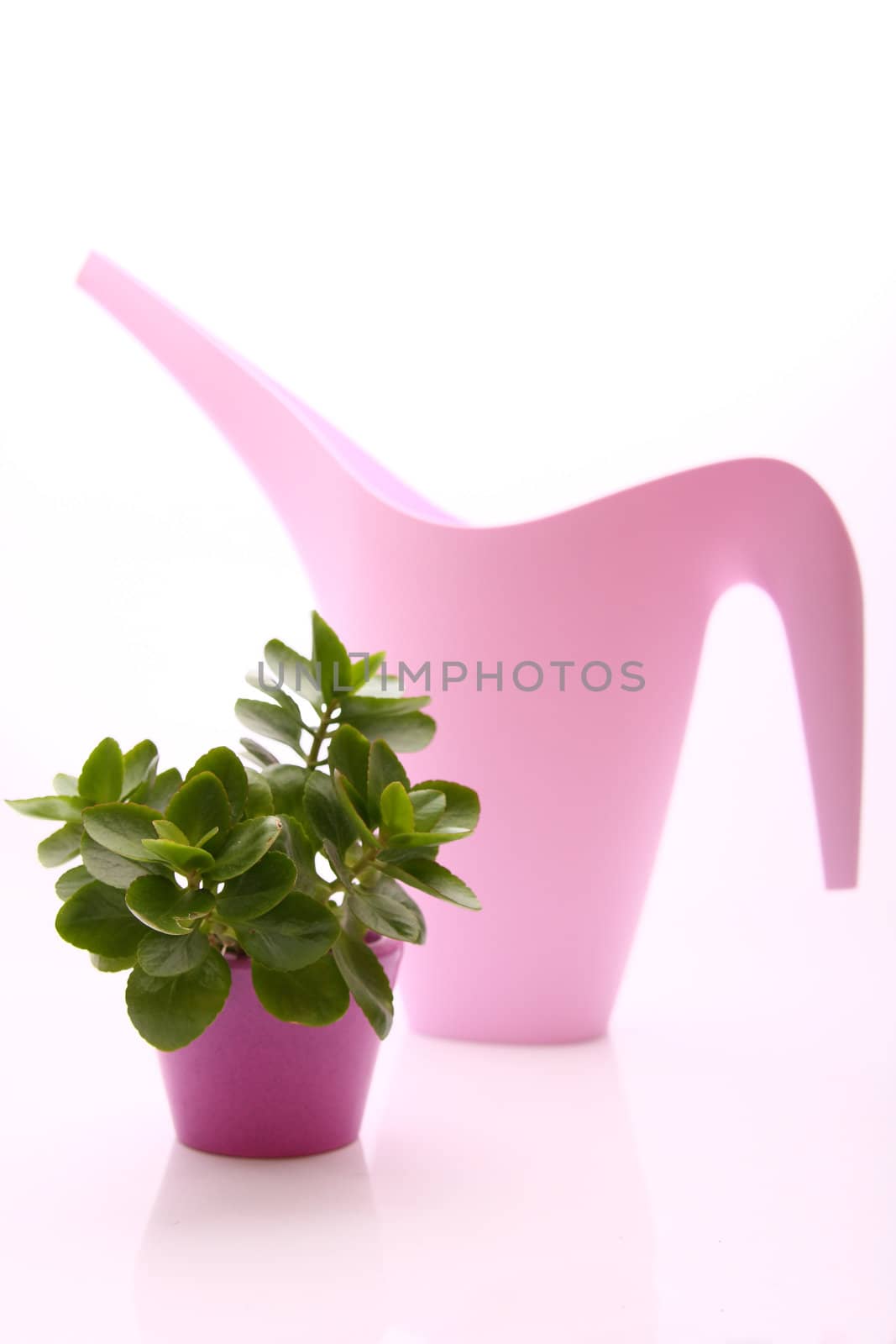 photo of a green plant in pink pot with ewer