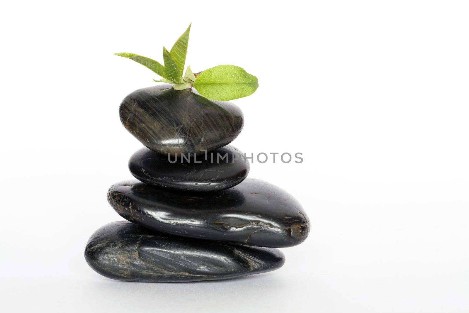 Green leaves lying on black balancing stones on white background