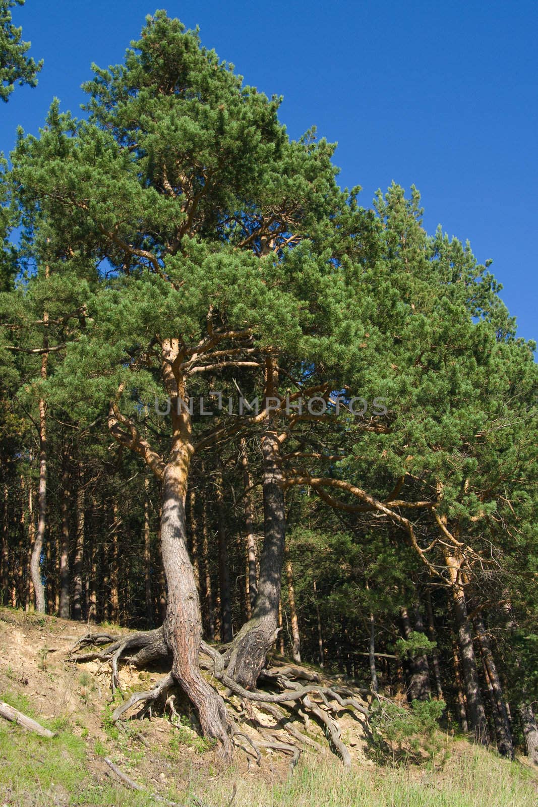 Pine trees with curved roots by Shpinat