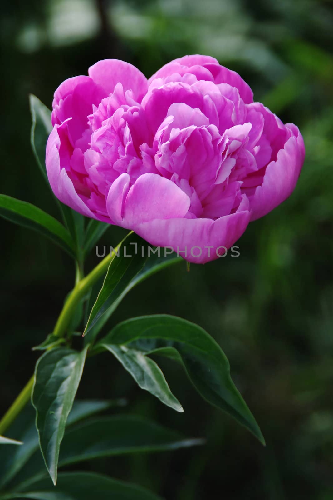 Single pink peony on dark green background in the garden