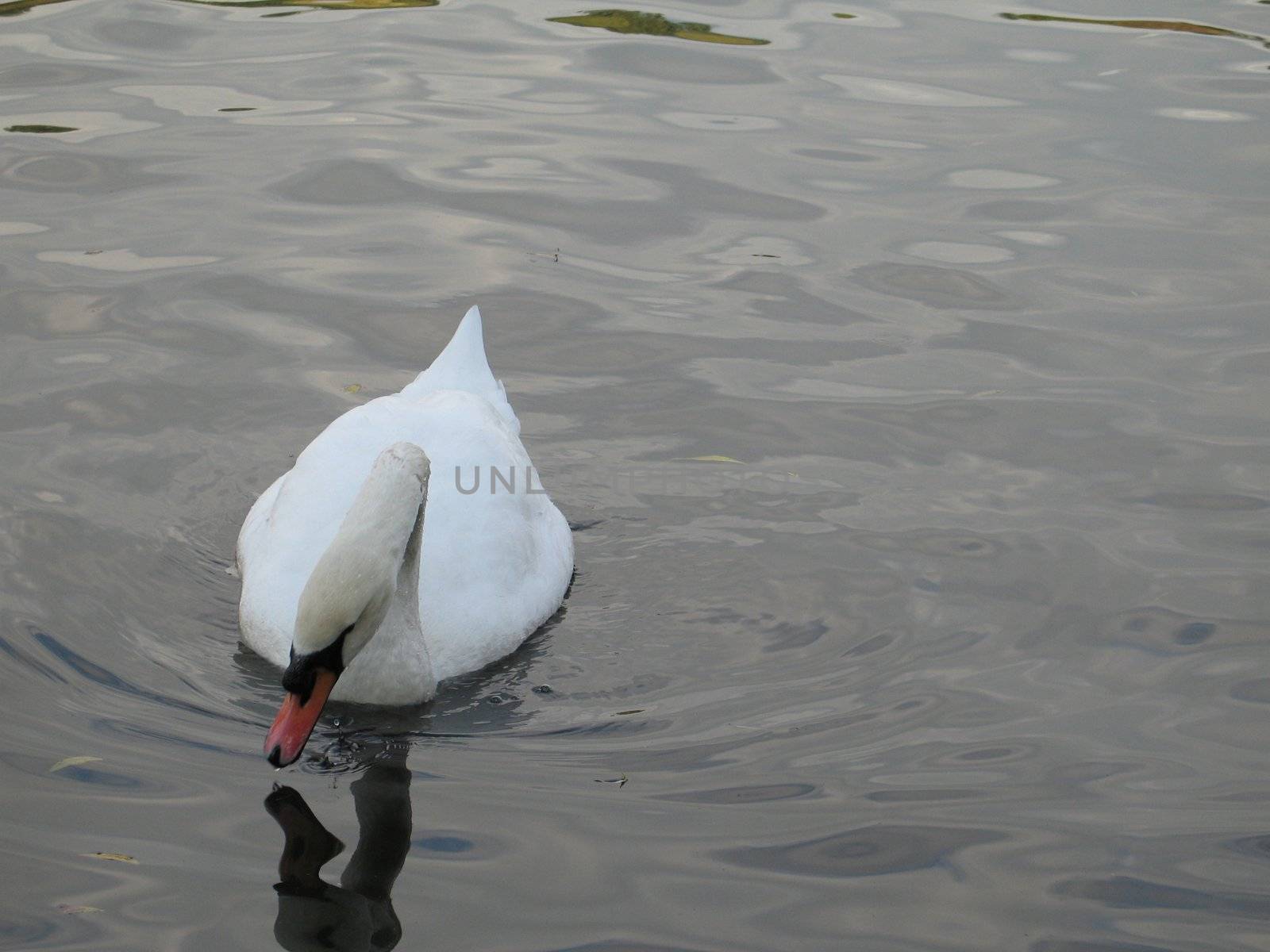 white swan on a lake by mmm