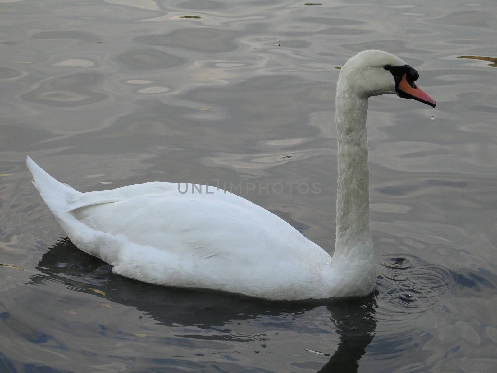 white swan on a lake by mmm