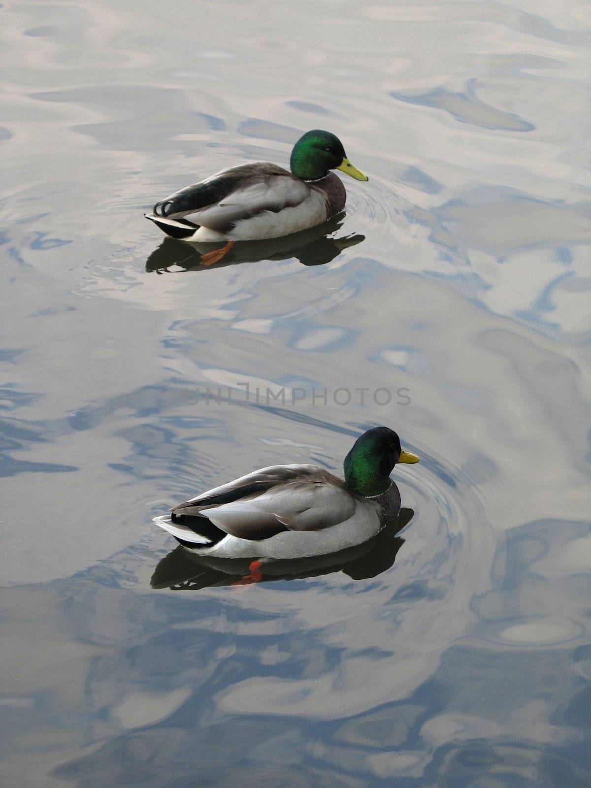 male ducks on a lake by mmm