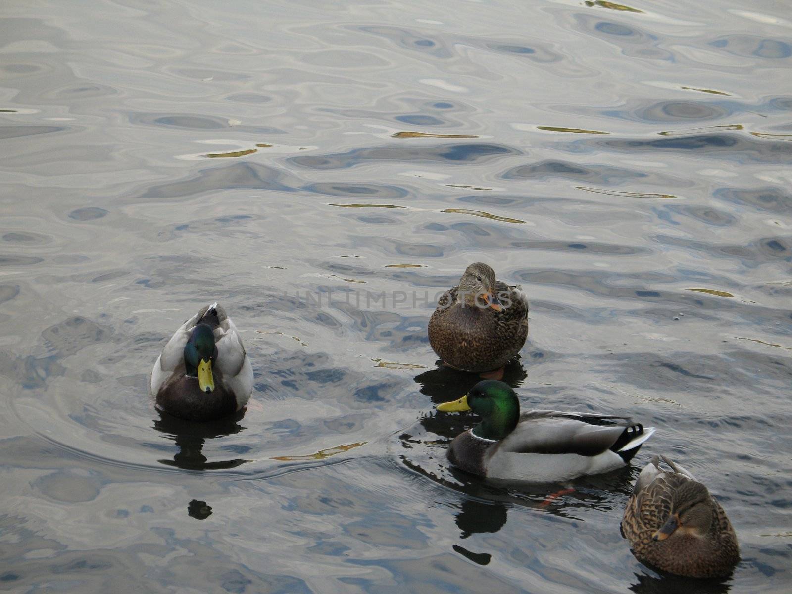 ducks on a lake by mmm