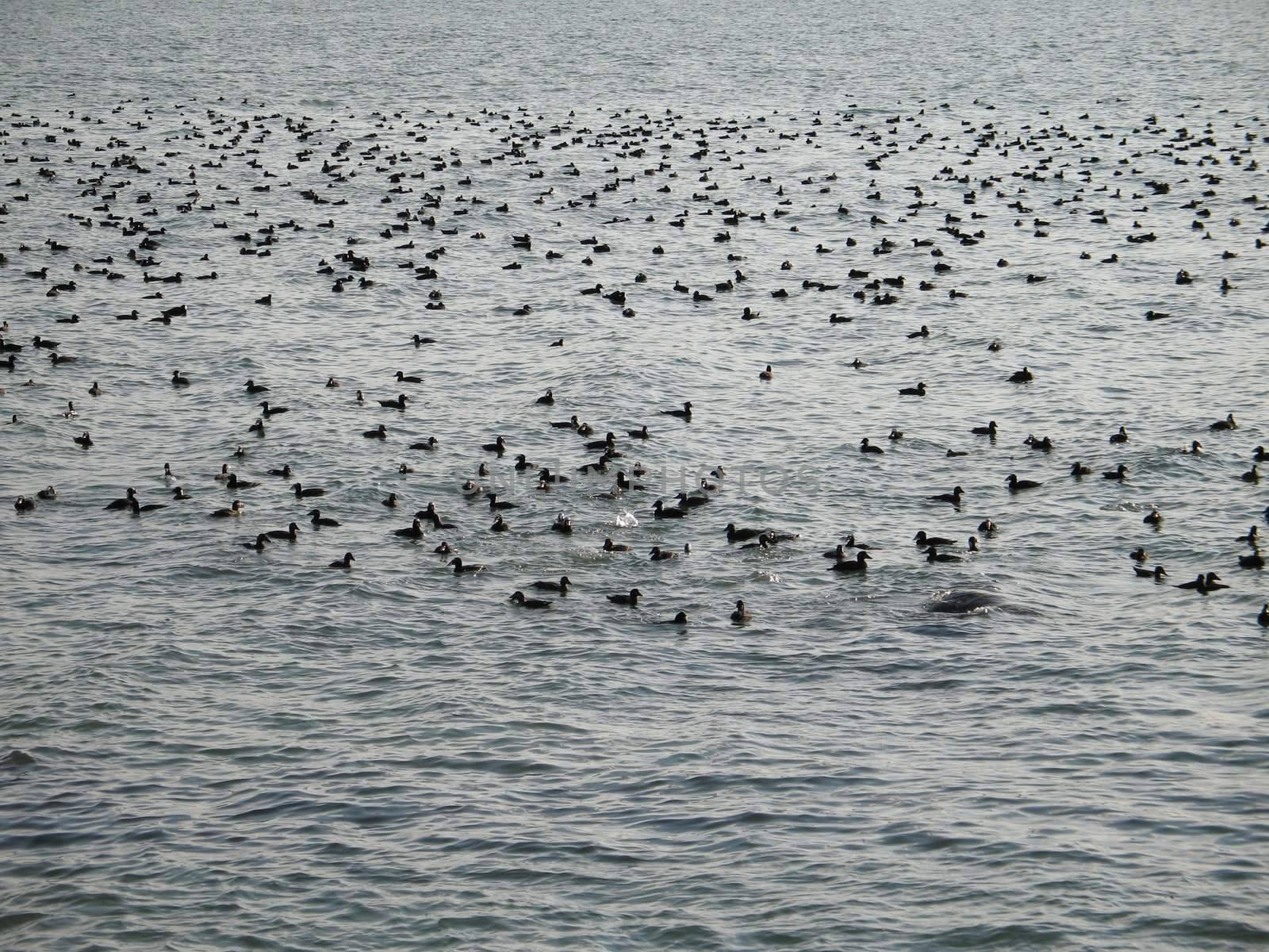 crowd of wild ducks on the ocean by mmm