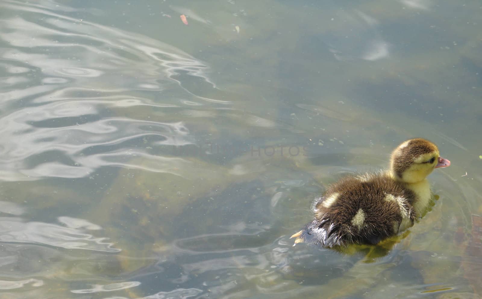 baby duck swimming on a lake