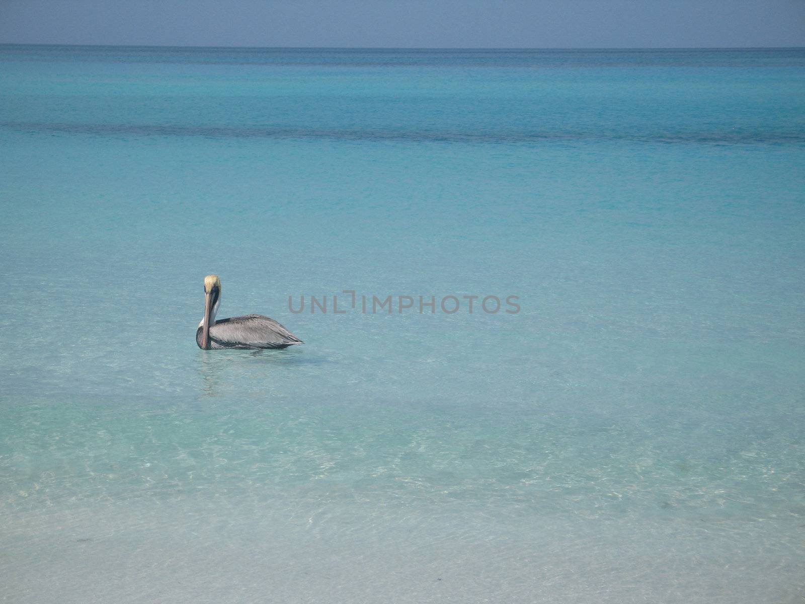 pelican on the tropical ocean