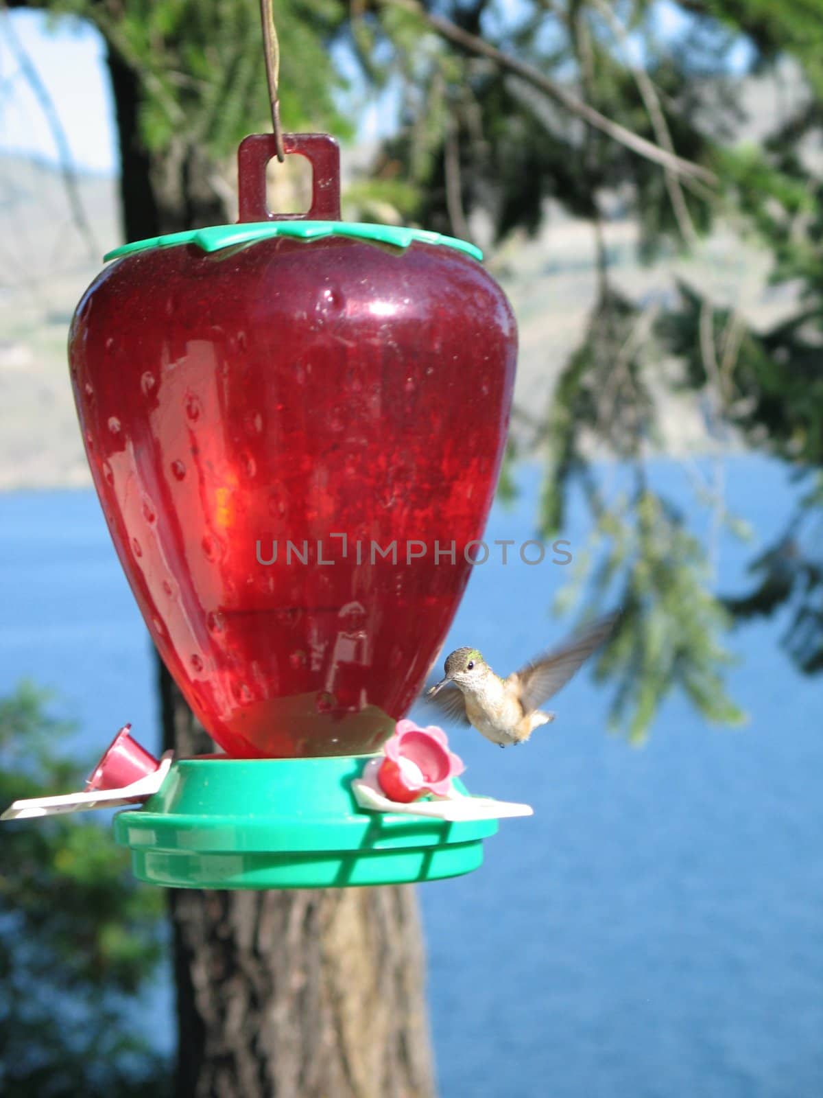 hummingbird drinking out of a feeder by mmm