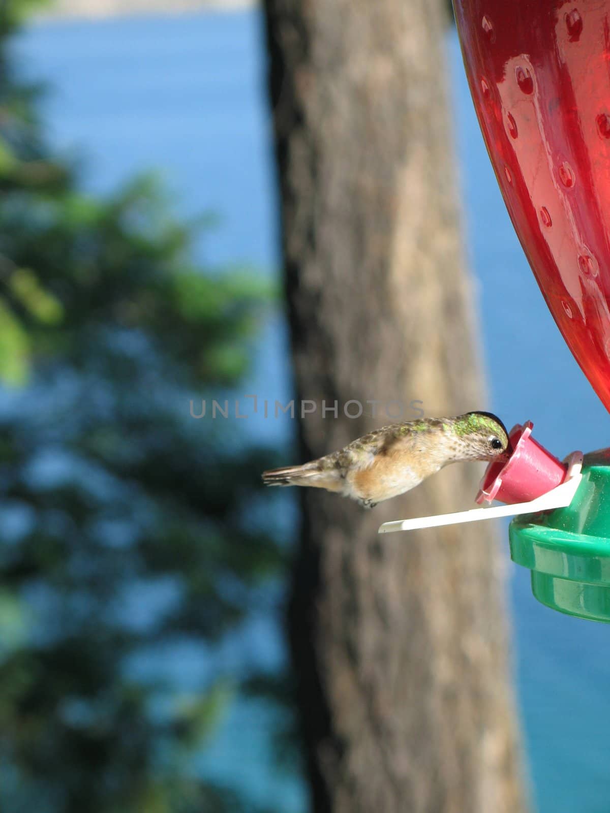 hummingbird drinking out of a feeder by mmm